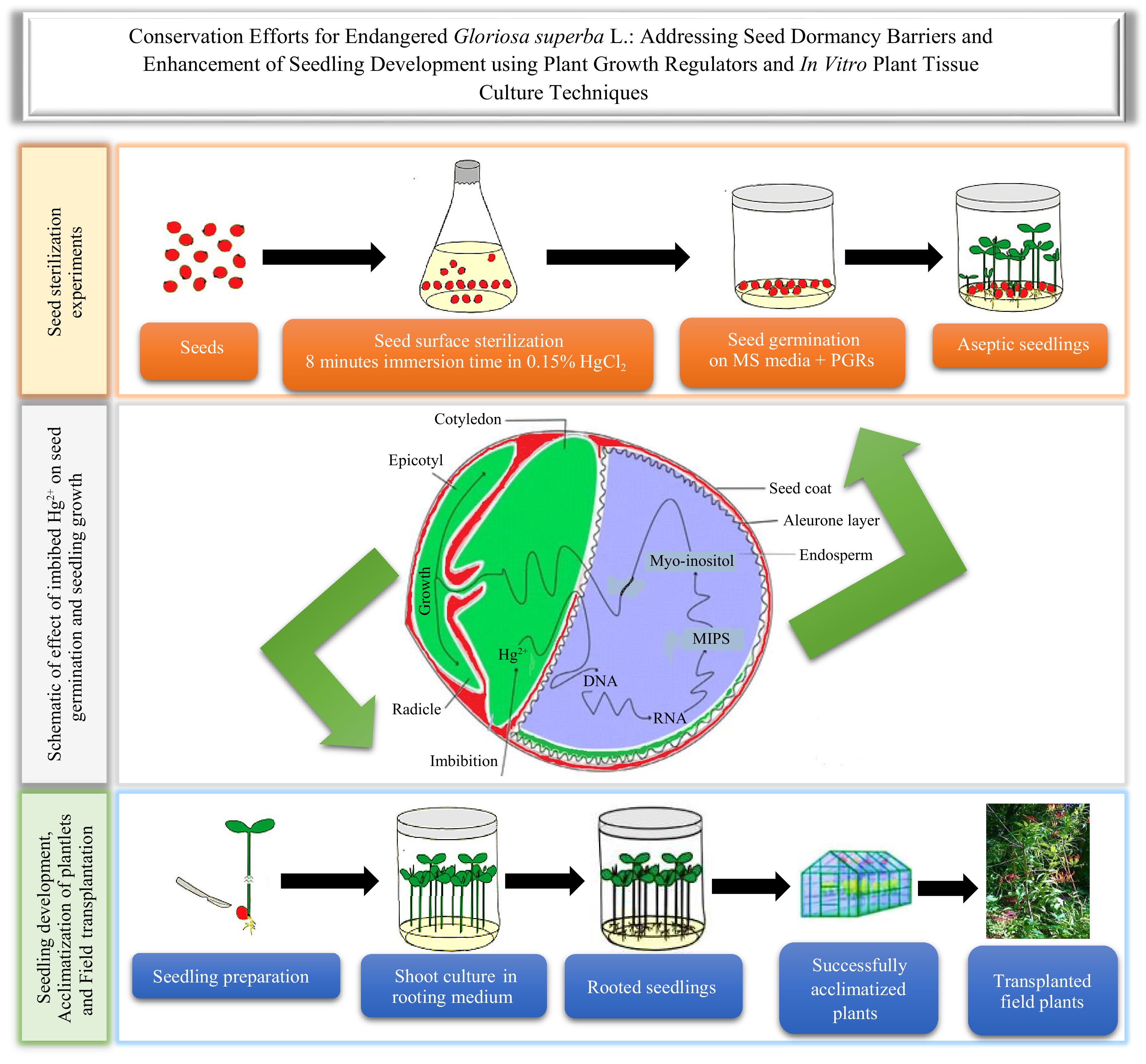 Graphical Abstract