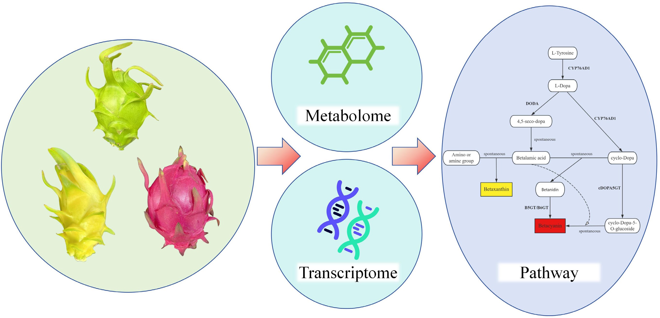 Graphical Abstract