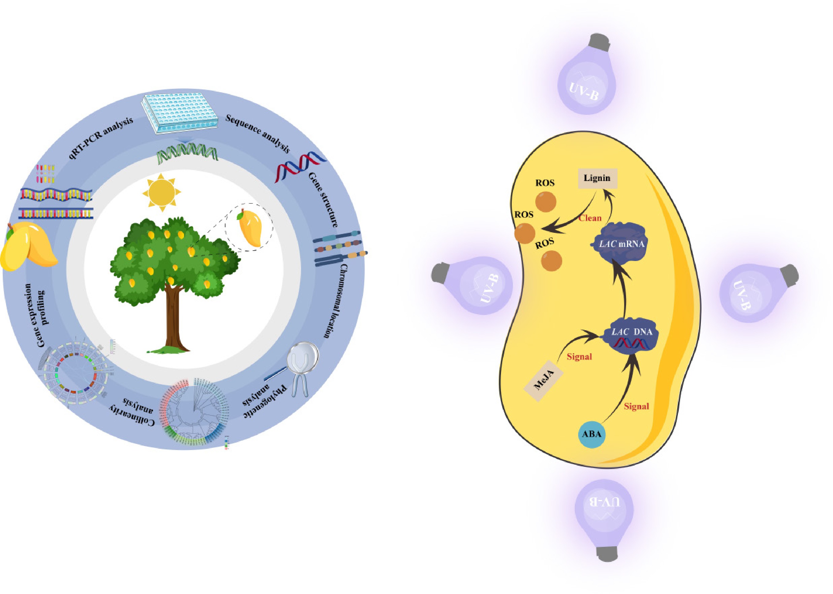 Graphical Abstract