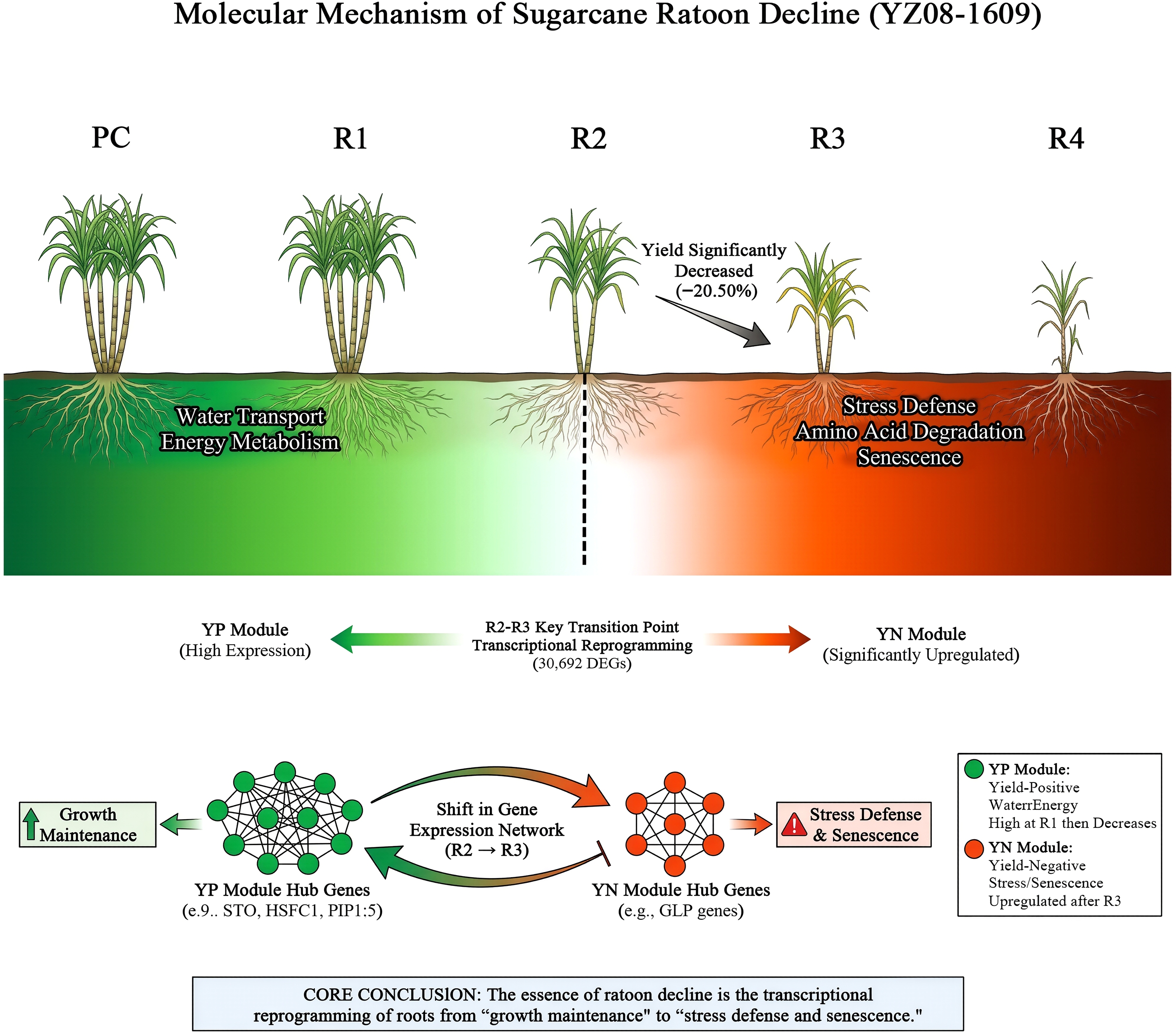 Graphical Abstract