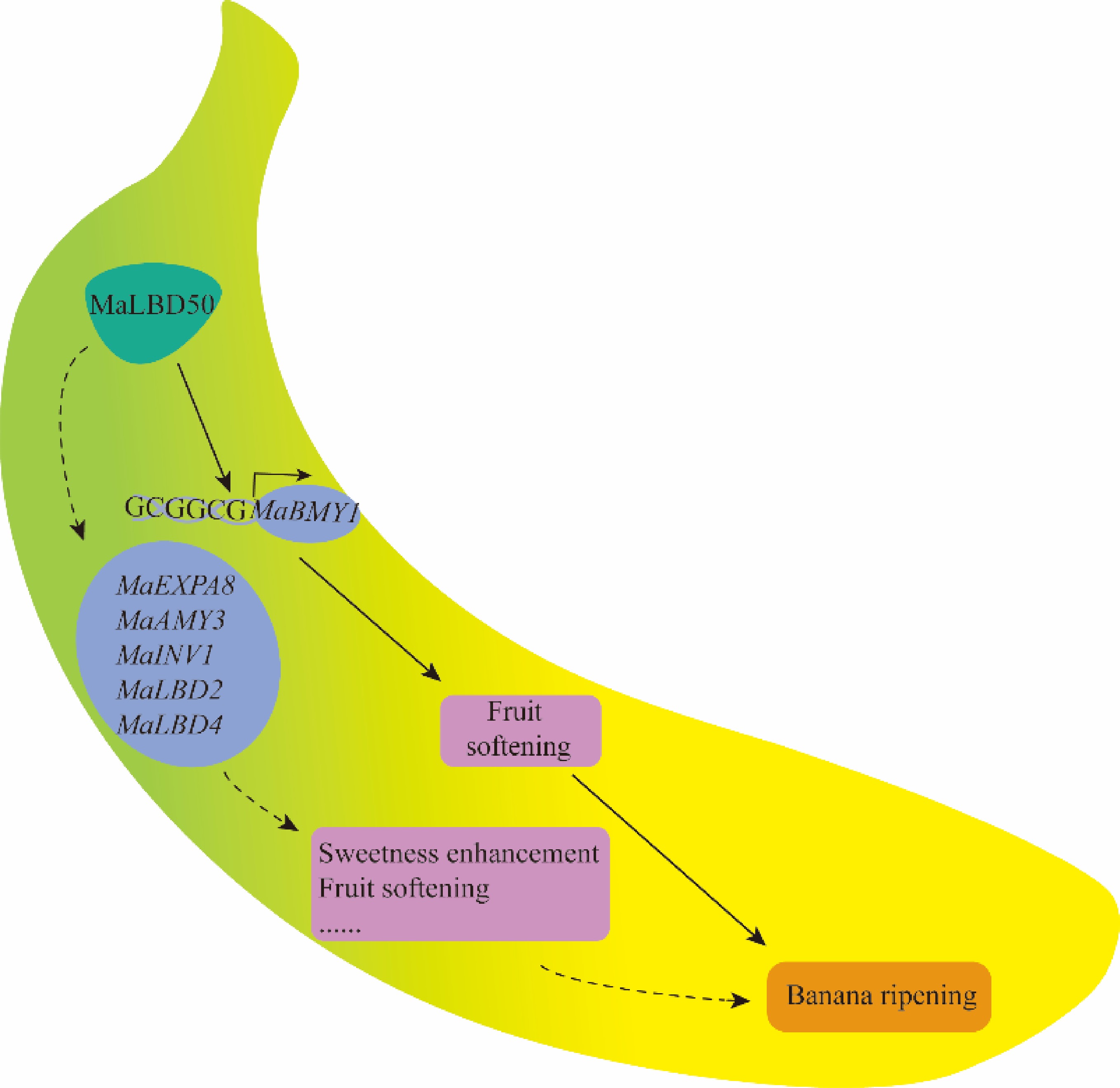 Graphical Abstract