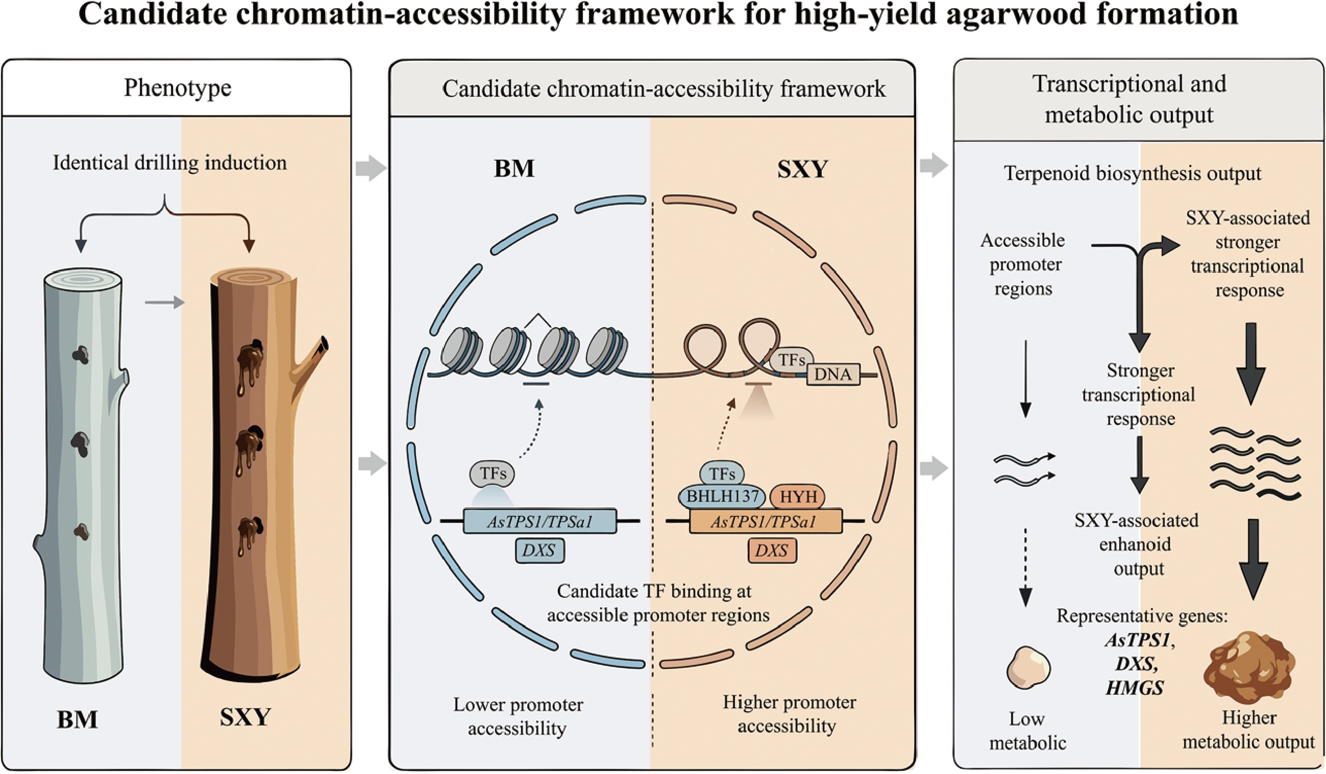 Graphical Abstract