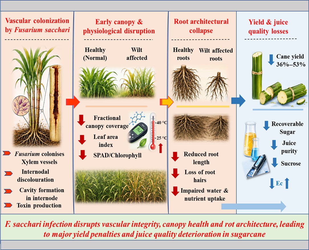Graphical Abstract