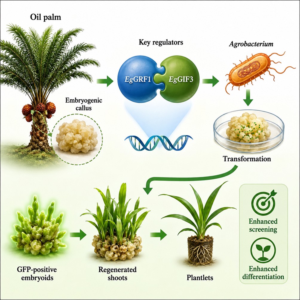 Graphical Abstract