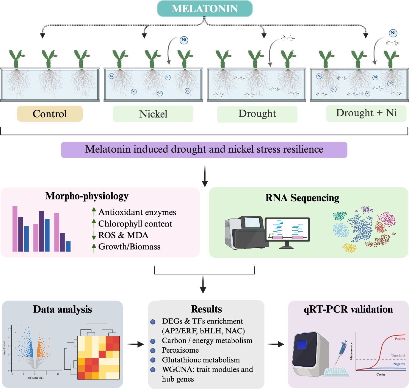 Graphical Abstract