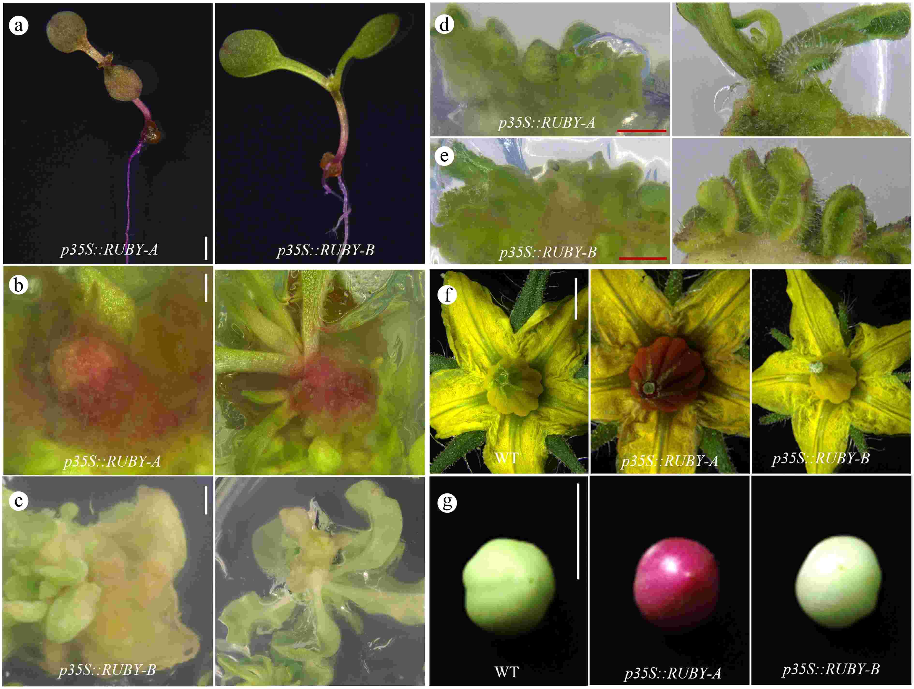 A visual reporter system for transgene screening and monitoring genome  editing in tomato