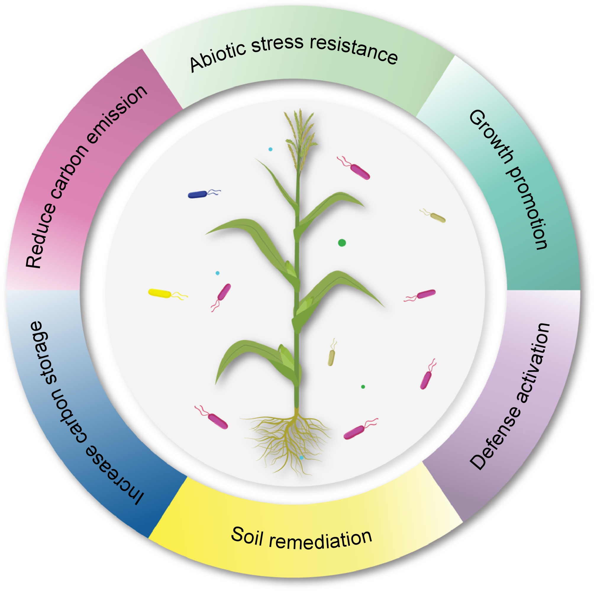 Evolution of plant growth promoting rhizobacteria under global climate ...