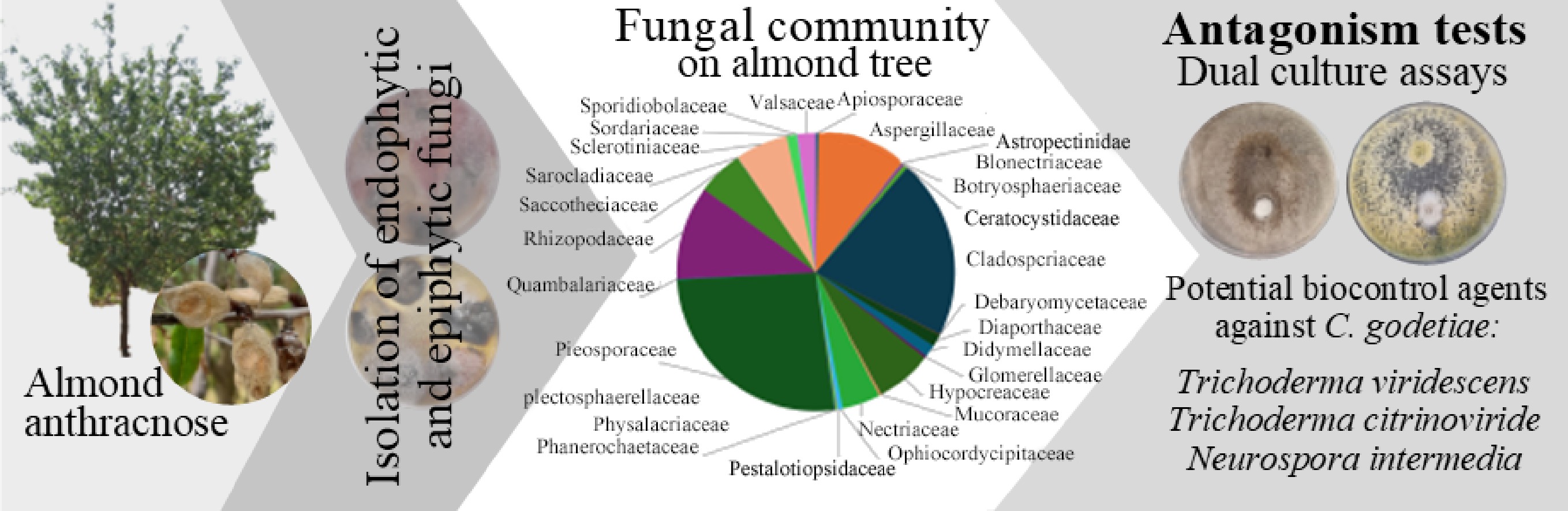 Selection of fungi derived from almond orchards for biological control ...