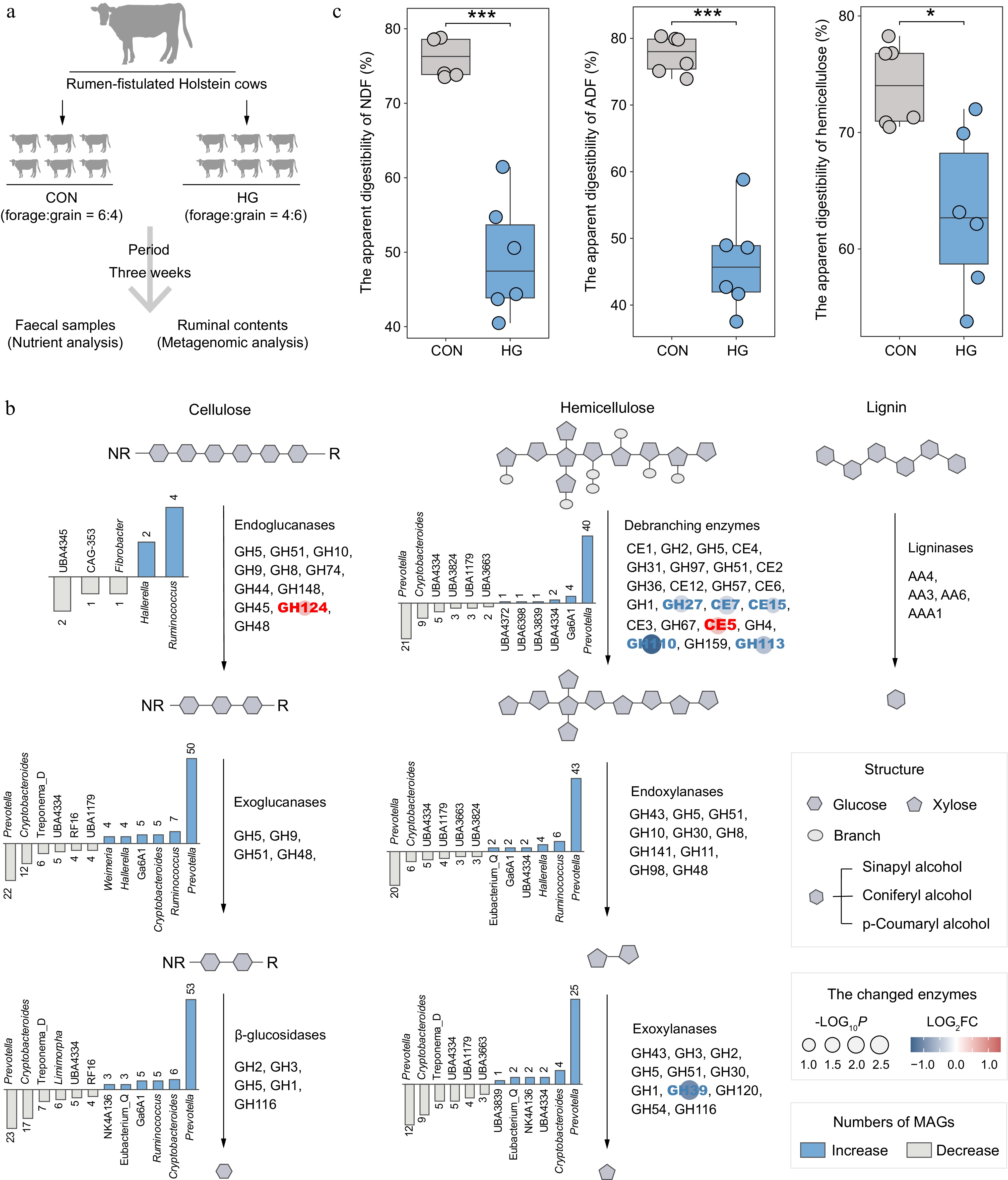Lignocellulolytic microbiomes orchestrating degradation cascades in the ...