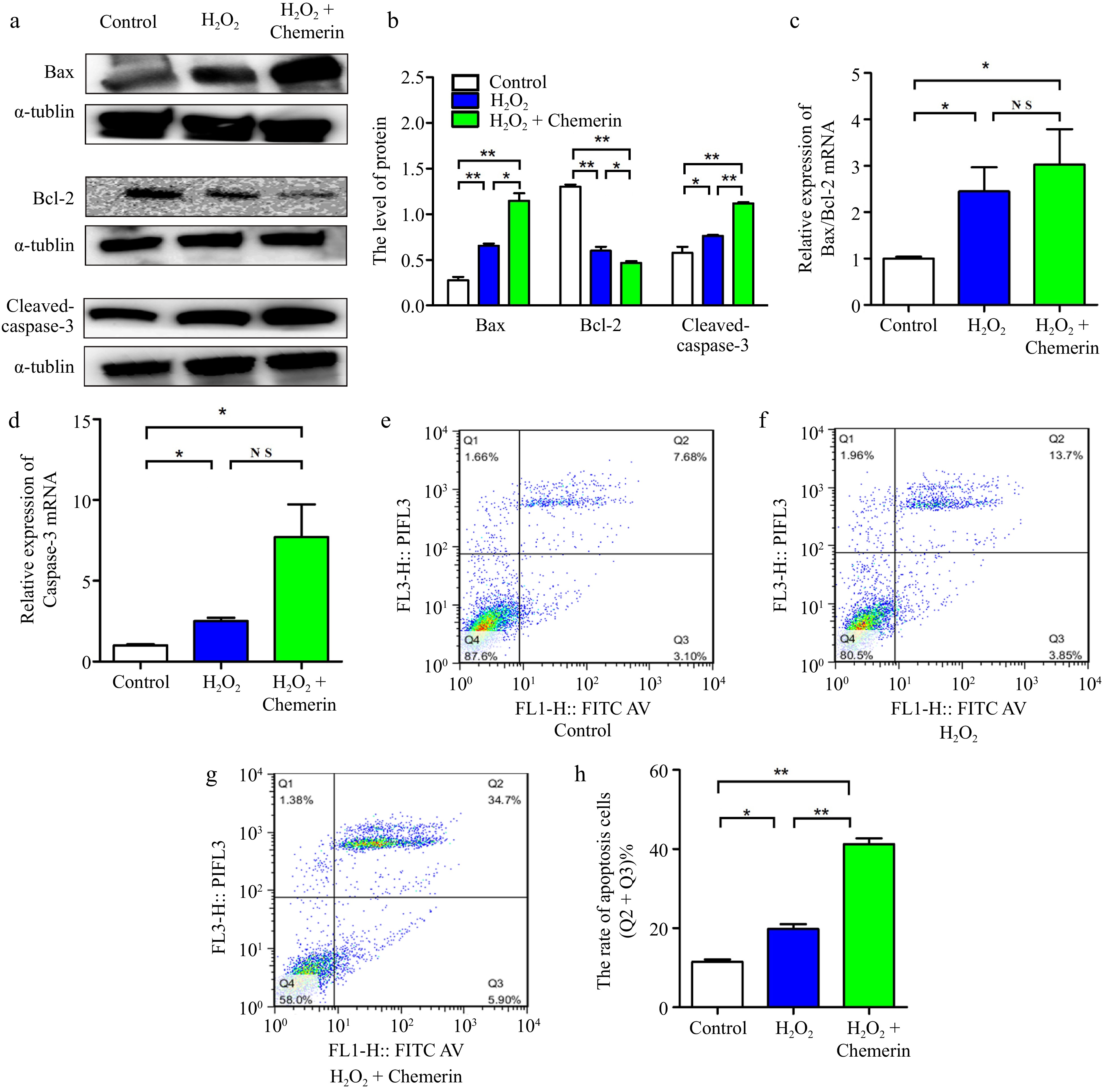 Chemerin promotes H 2 O 2 -induced apoptosis via regulation of the ERK1 ...