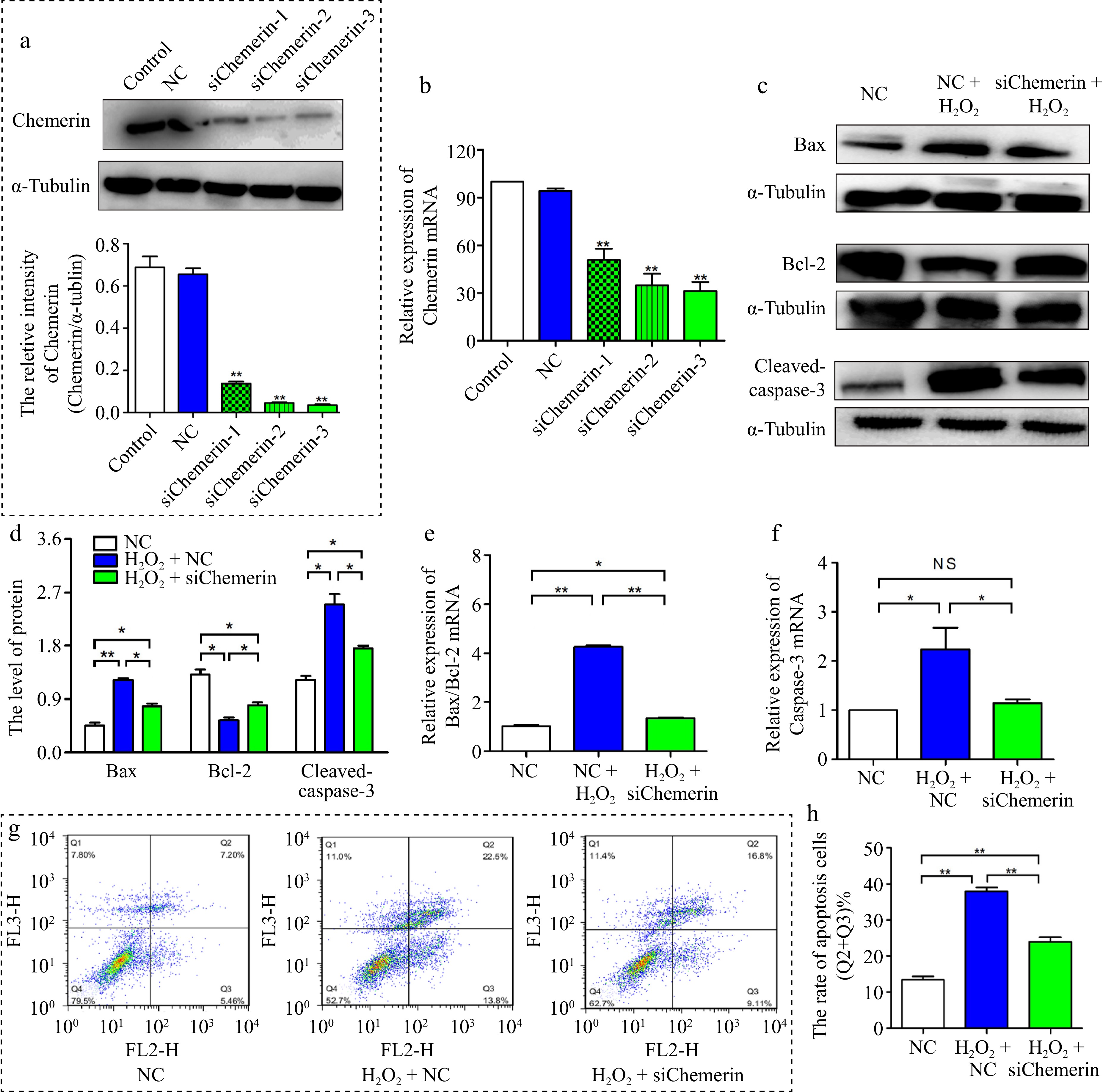 Chemerin promotes H 2 O 2 -induced apoptosis via regulation of the ERK1 ...