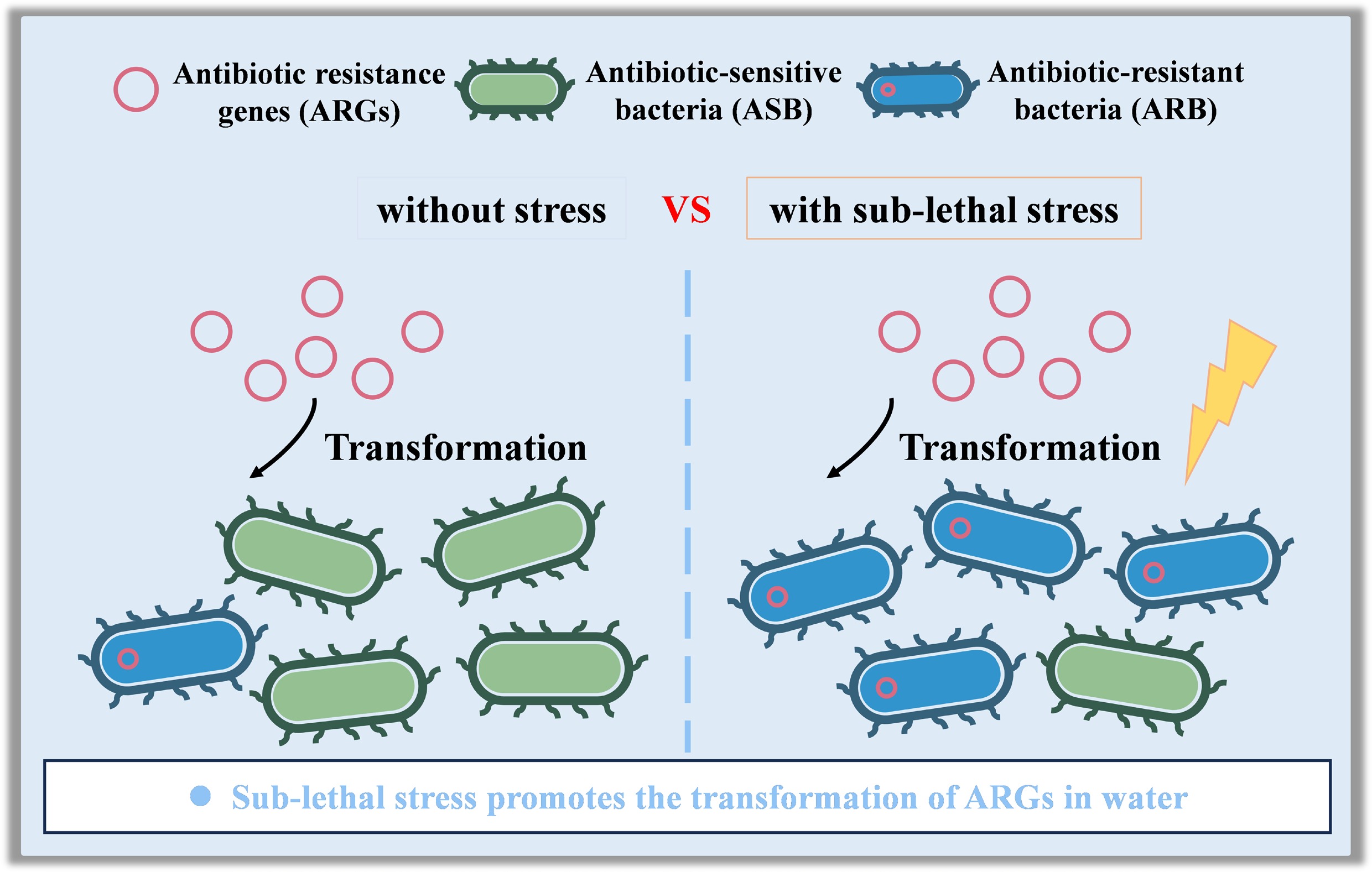 Enhanced transformation mechanisms of antibiotic resistance genes in ...