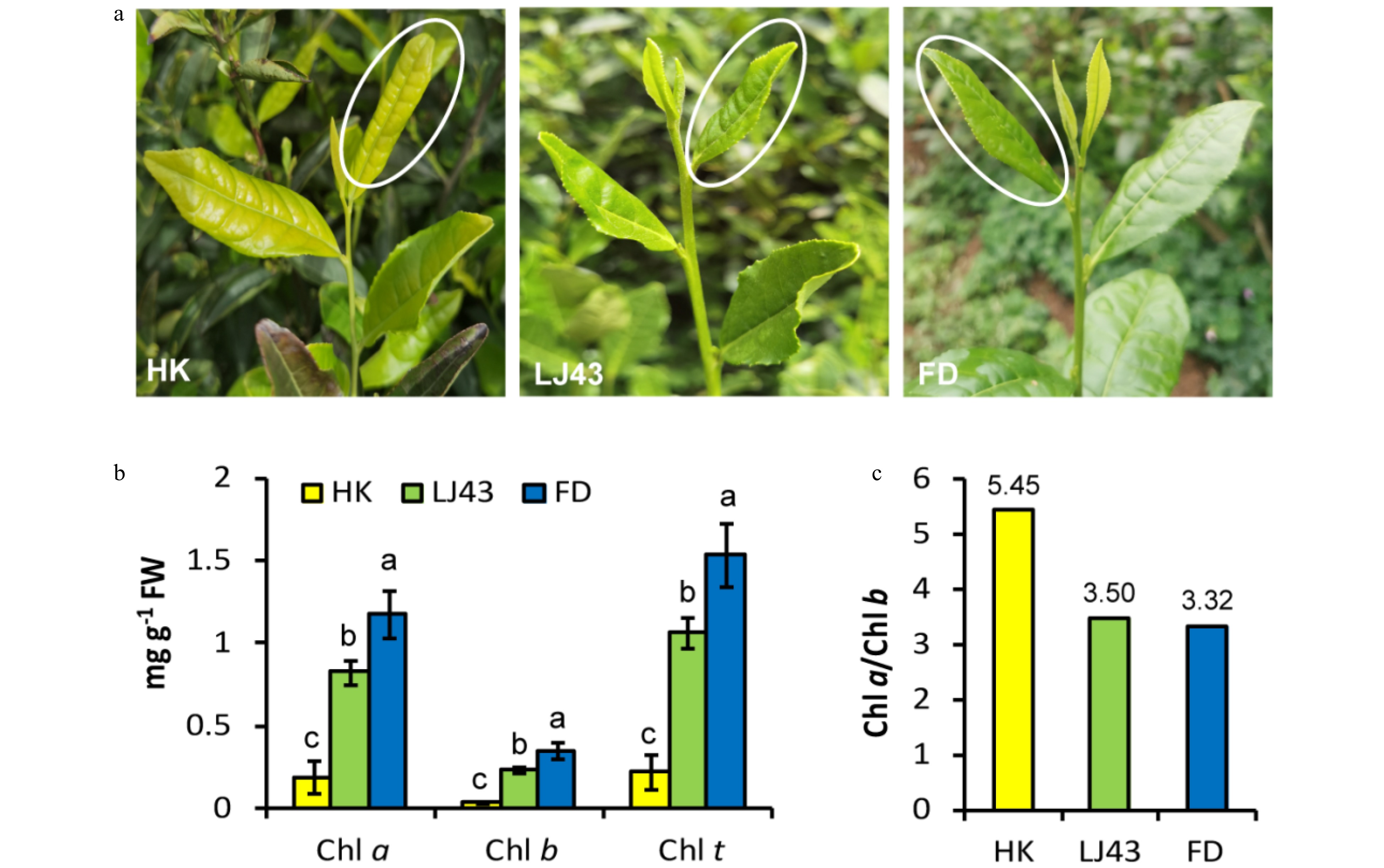 The effects of circadian rhythm on catechin accumulation in tea leaves