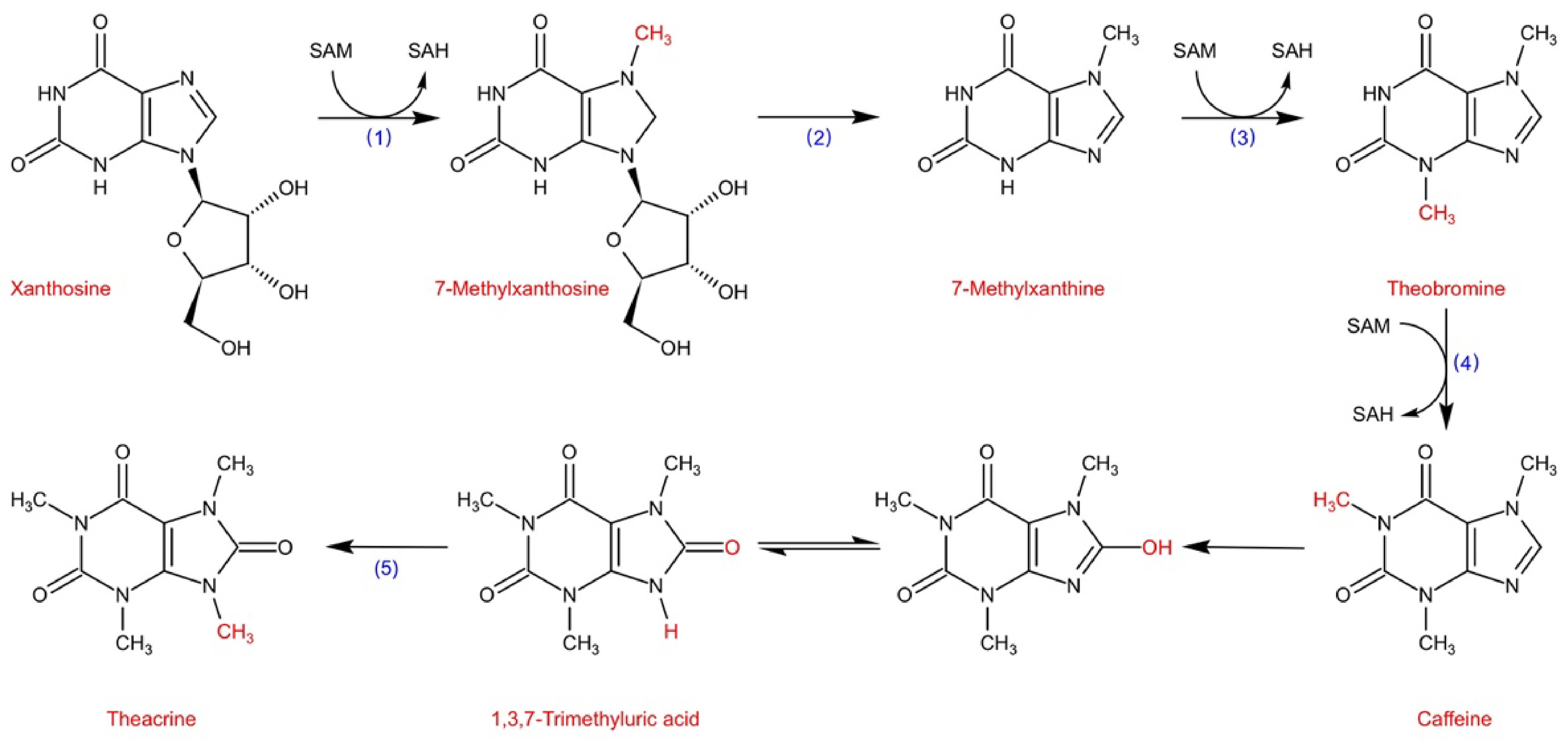 Purine alkaloids in tea plants component, biosynthetic mechanism and