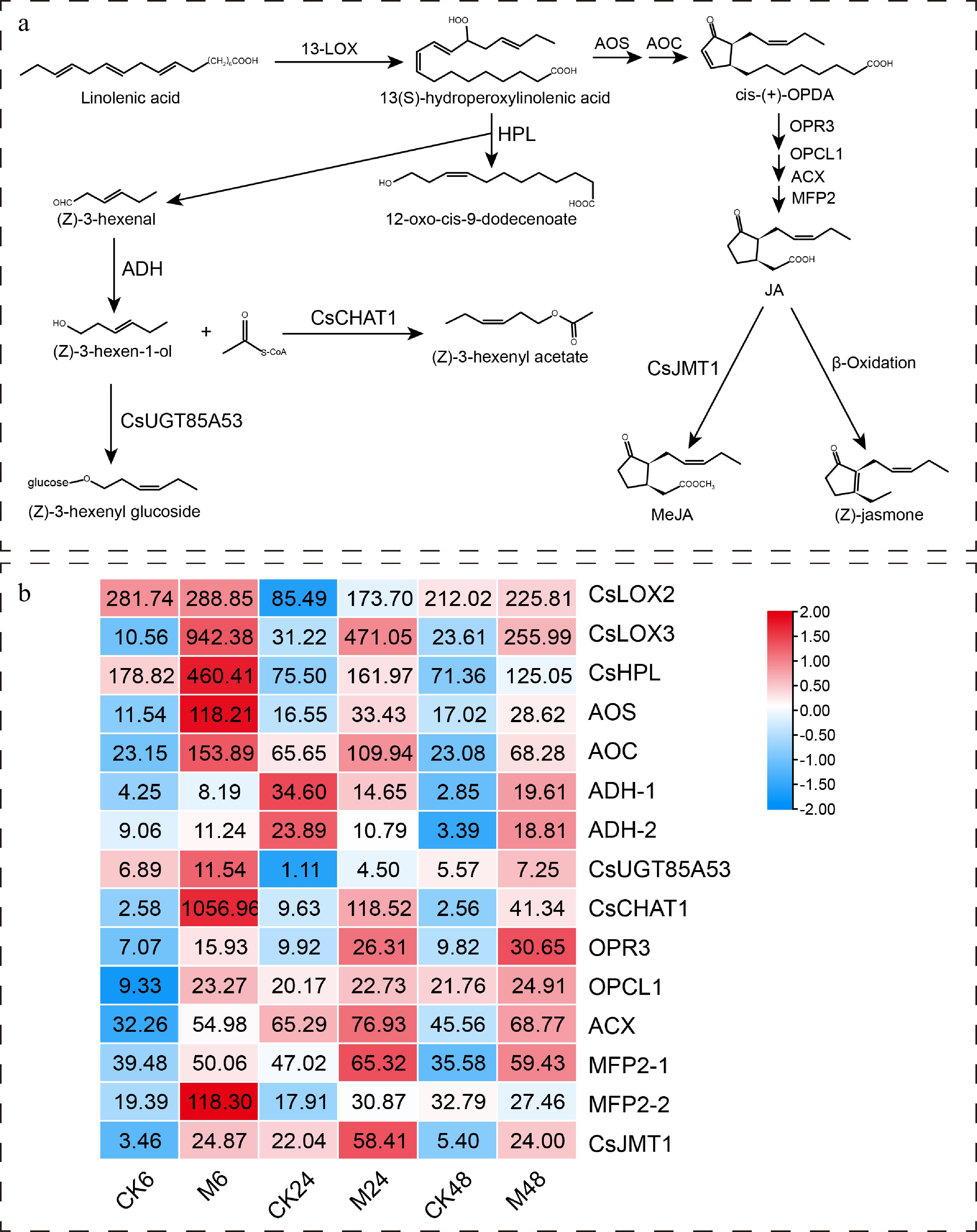 Transcriptome and co-expression network analysis uncover the key genes ...