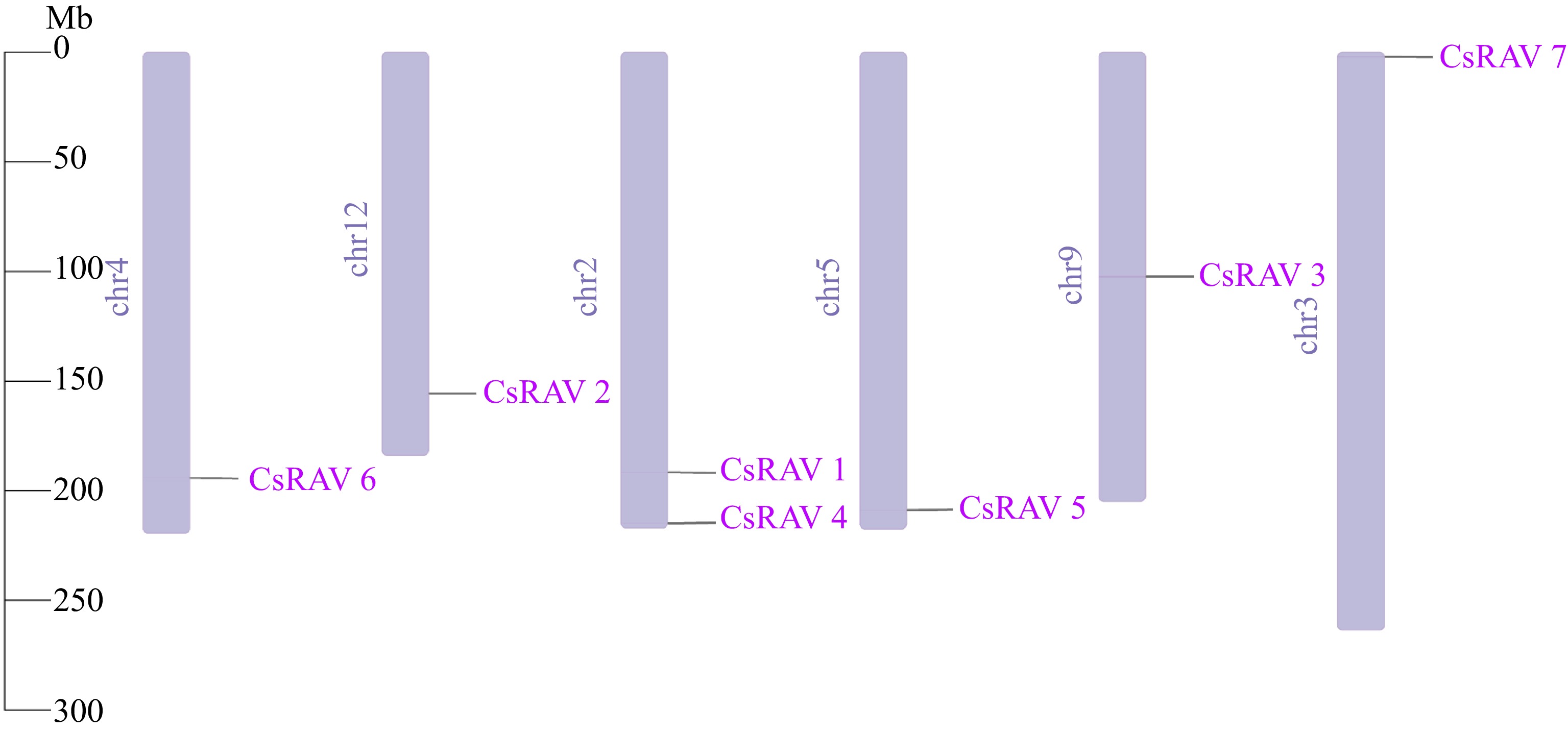 Genome-wide characterization and identification of candidate CsRAV ...