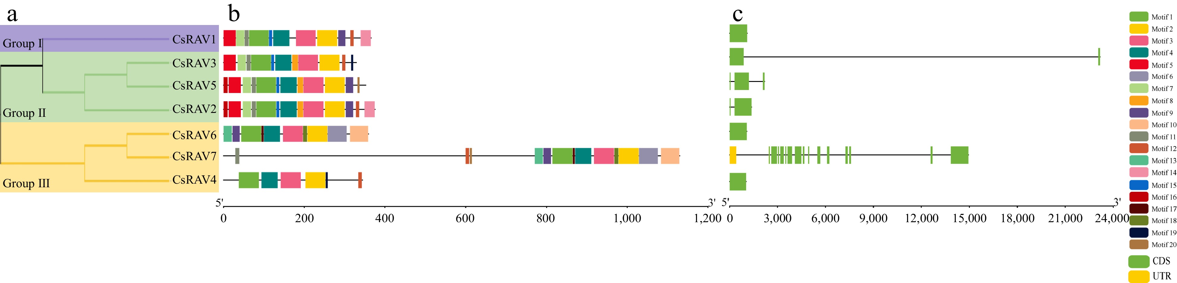 Genome-wide characterization and identification of candidate CsRAV ...