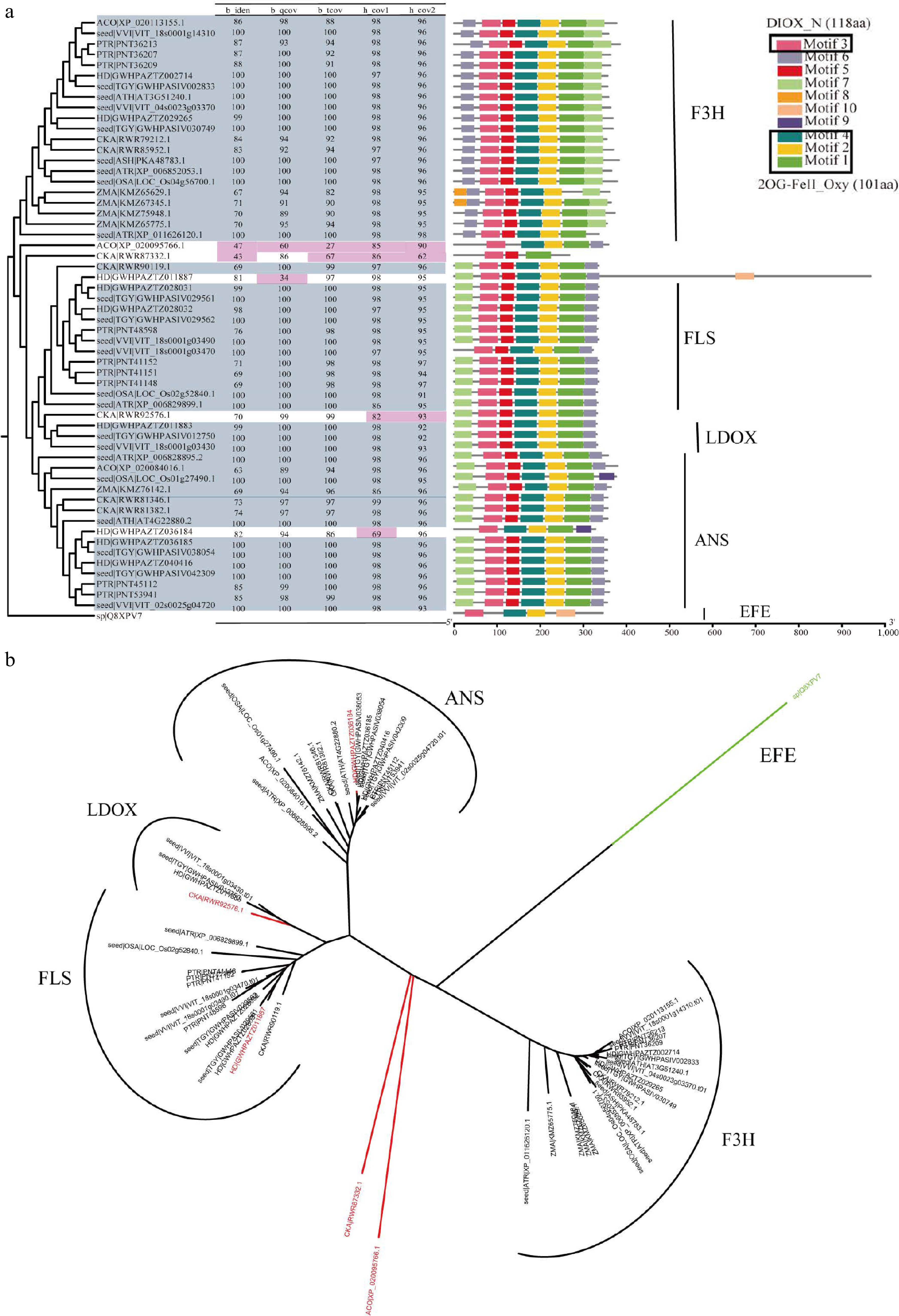 Ldox GFAnno integrated method for plant flavonoid biosynthesis pathway gene ...