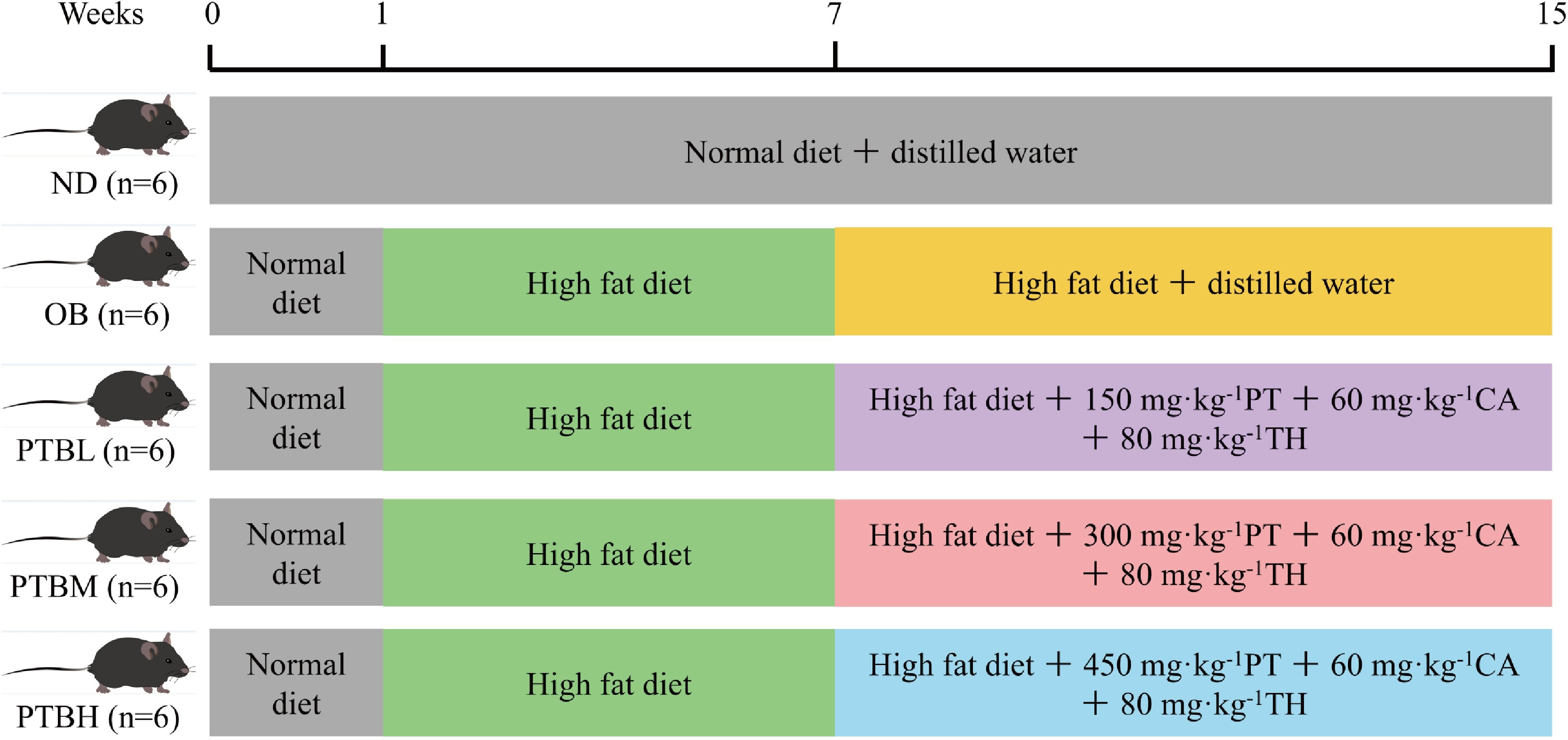 Pu Erh Tea Weight Loss Study