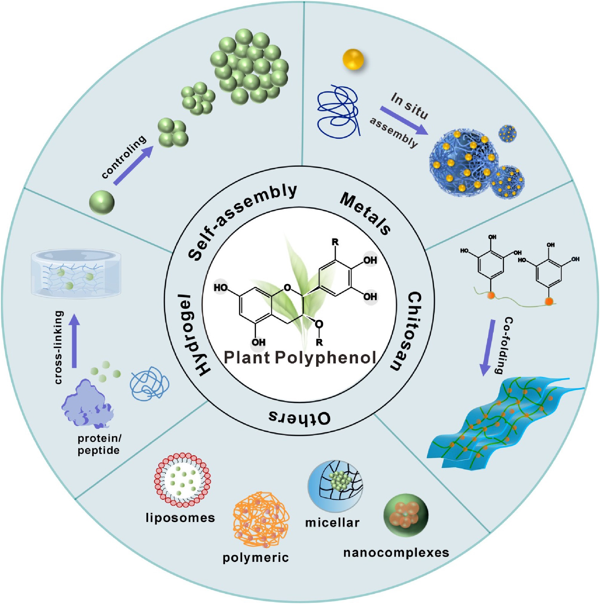 Recent advances in tea and other plant polyphenol biomaterials for ...