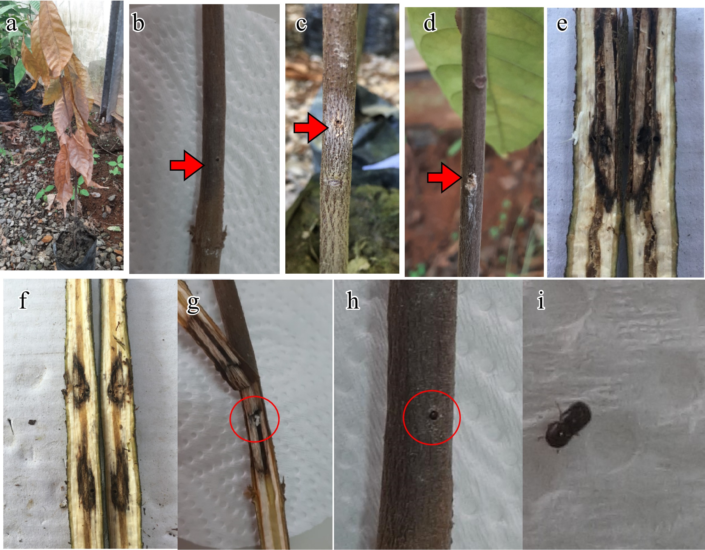 Pathogenicity Of Fungi Associated With Seedling Wilting Under pathogenicity-of-fungi-associated-with-seedling-wilting-under