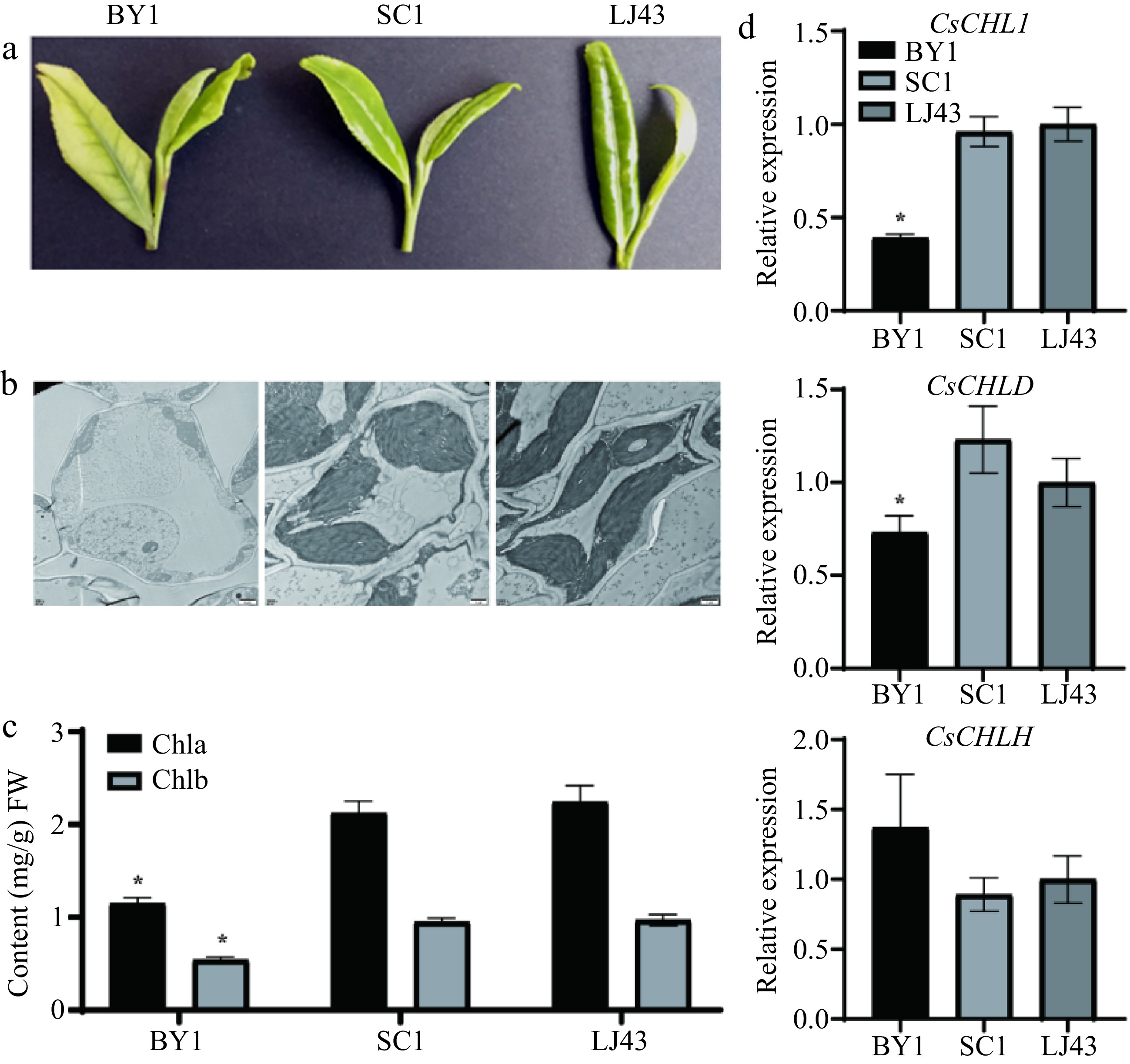 CsCHLI Plays An Important Role In Chlorophyll Biosynthesis Of Tea Plant ...