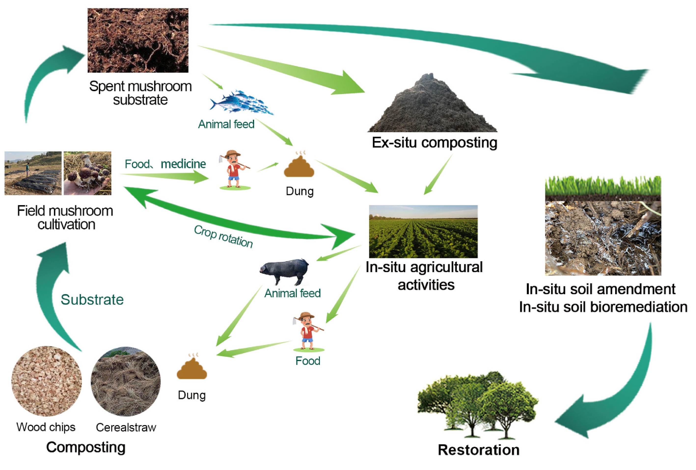 mushroom-cultivation-for-soil-amendment-and-bioremediation