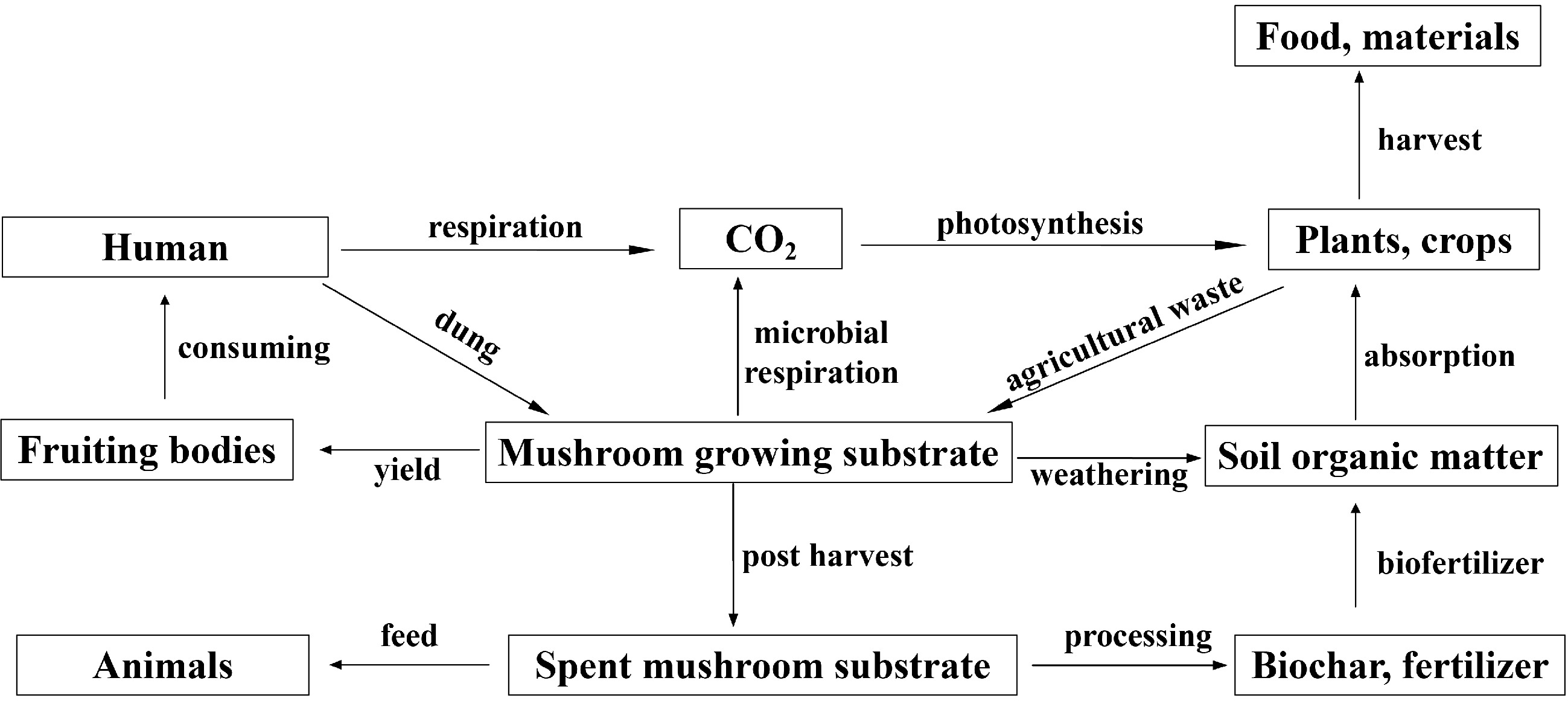 Mushroom cultivation for soil amendment and bioremediation