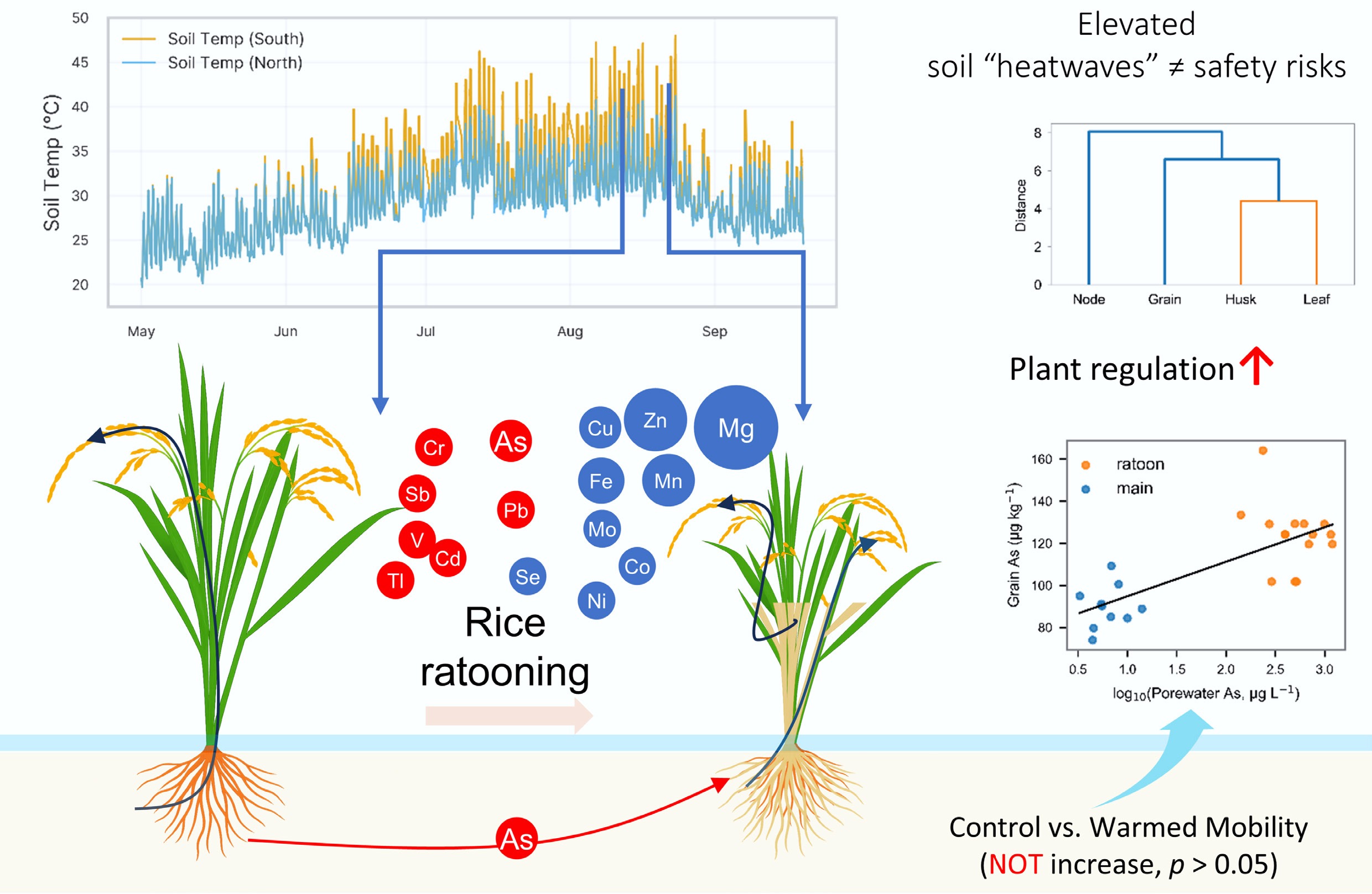 Elevated soil temperatures during a heatwave year do not necessarily ...