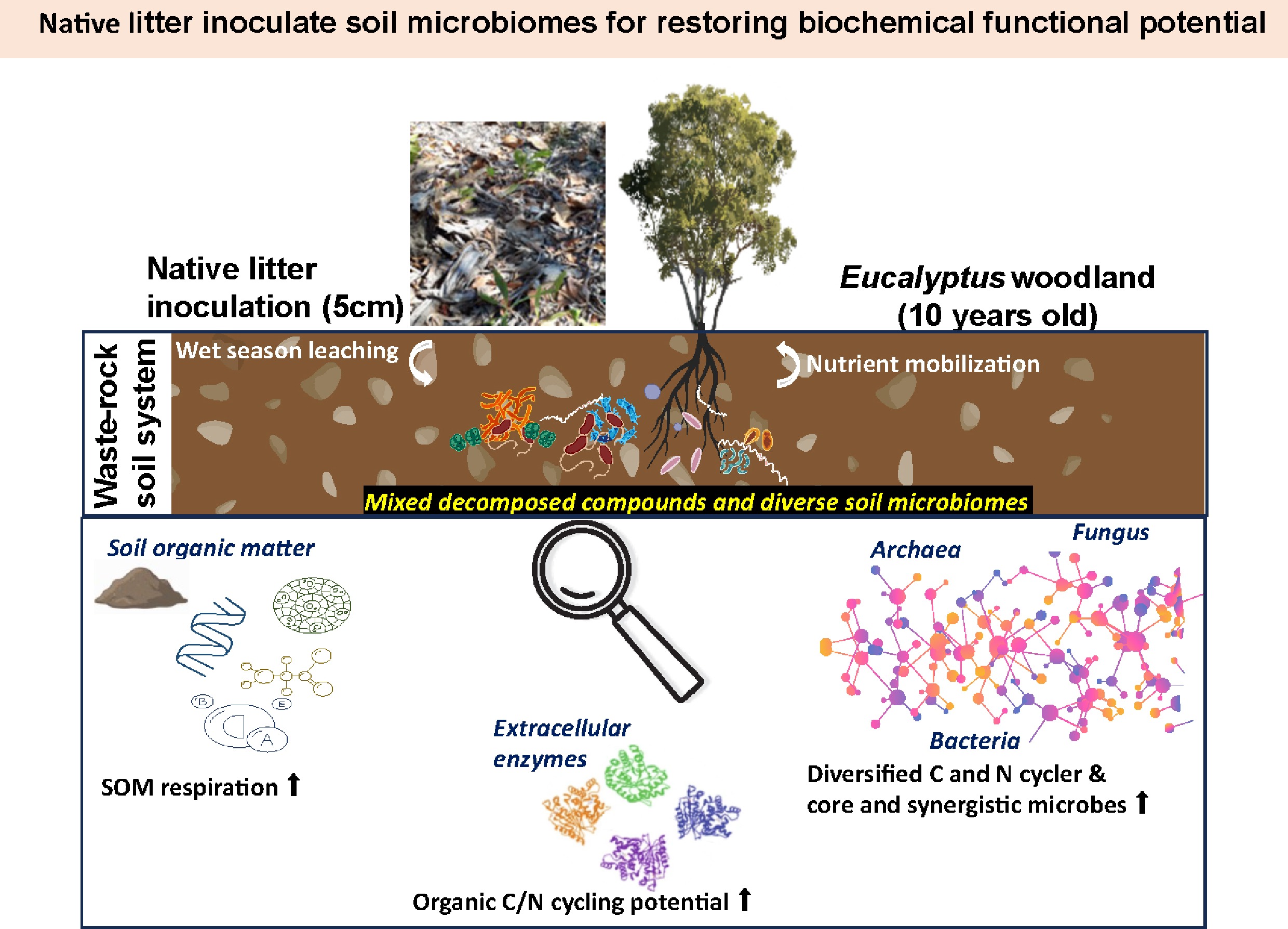 Biological triggering waste rock-based soil system with native plant ...