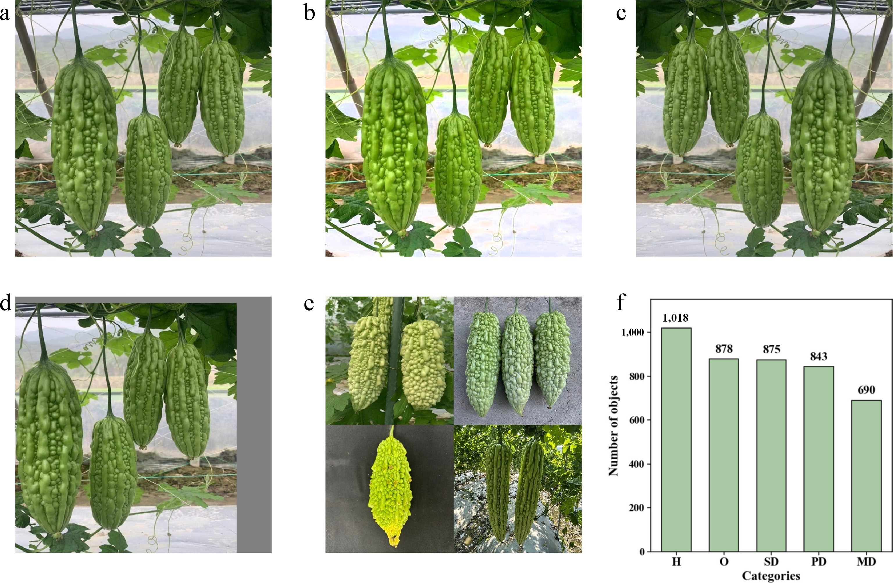 CDS-RTDETR a real-time detection model for bitter gourd surface defects
