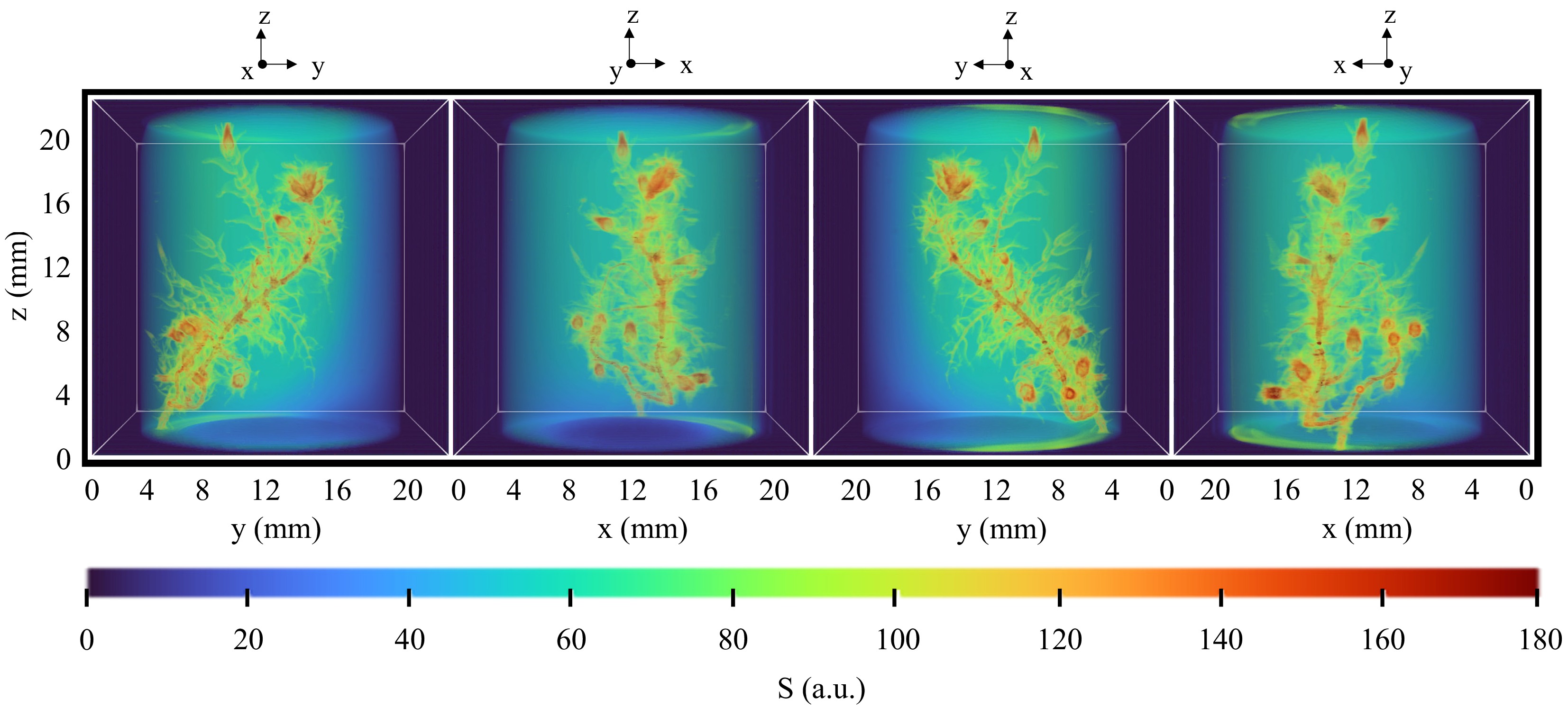 Quantitative analysis of moss gametophytes by magnetic resonance ...