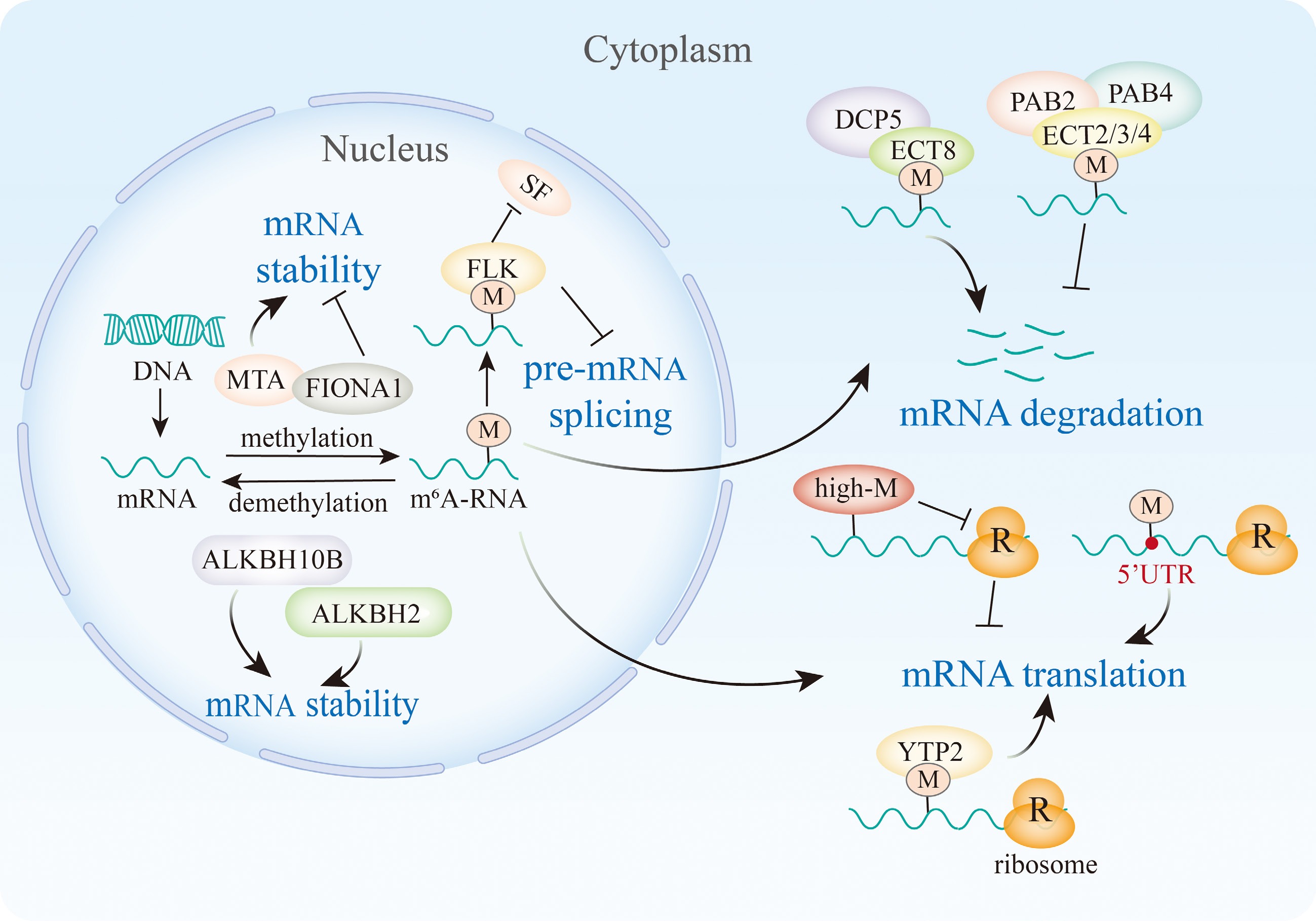 The m 6 A writers, readers, and erasers regulate plant development and ...