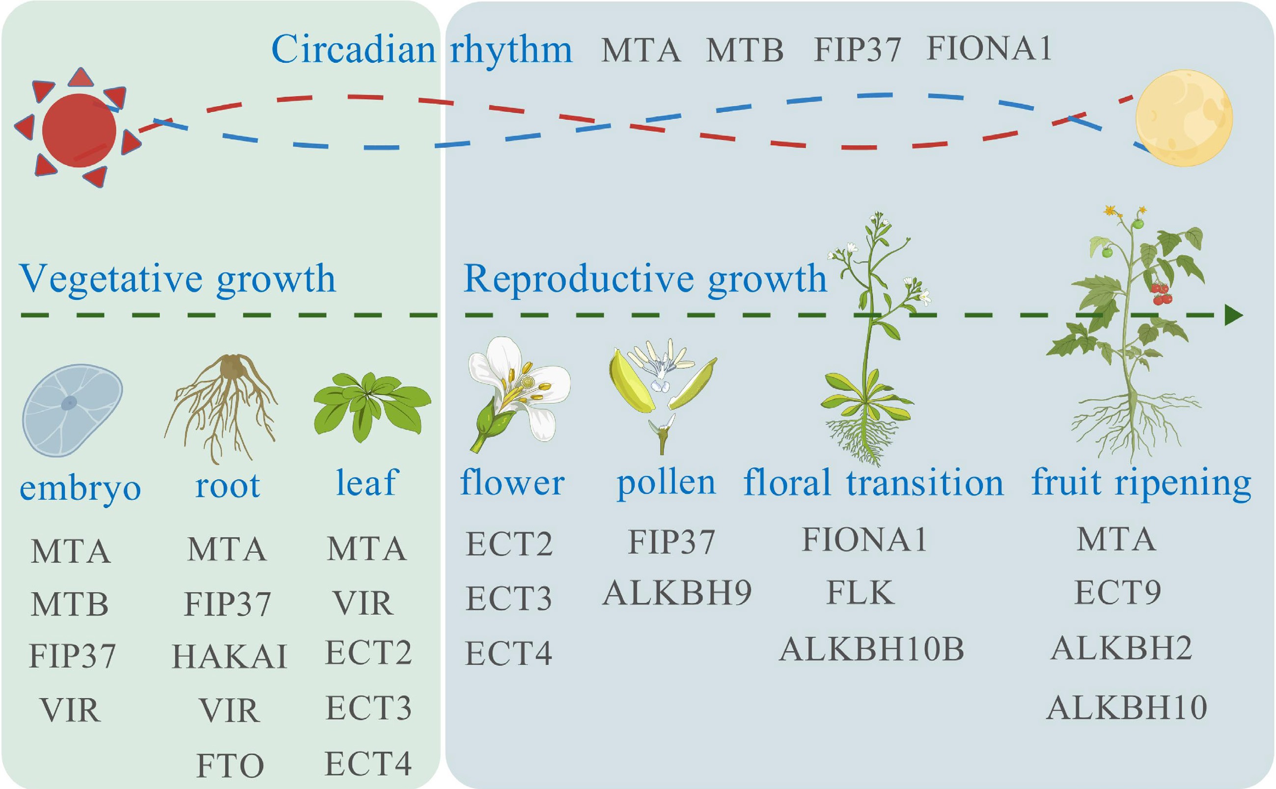 The m 6 A writers, readers, and erasers regulate plant development and ...