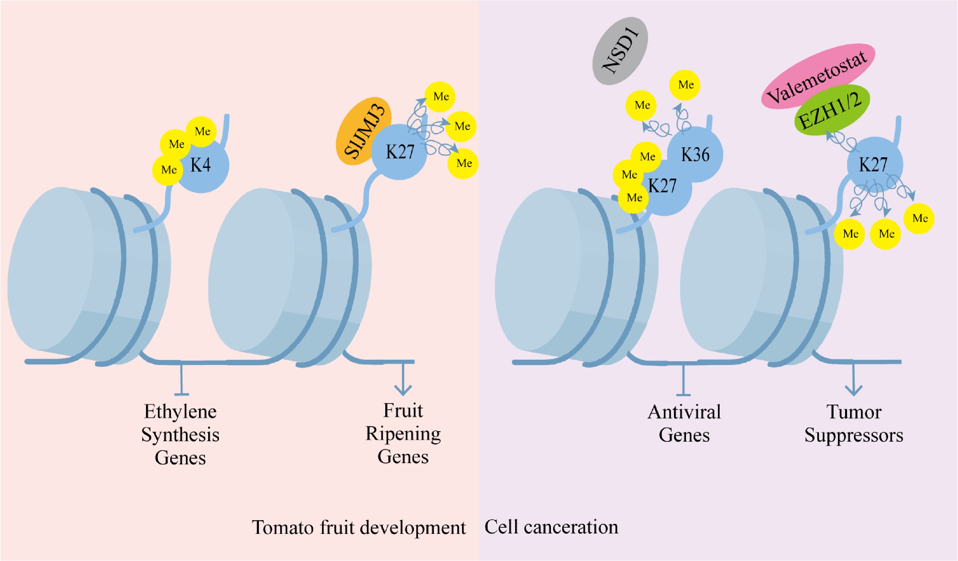 DNA methylation and histone modifications conserved, divergent, and ...