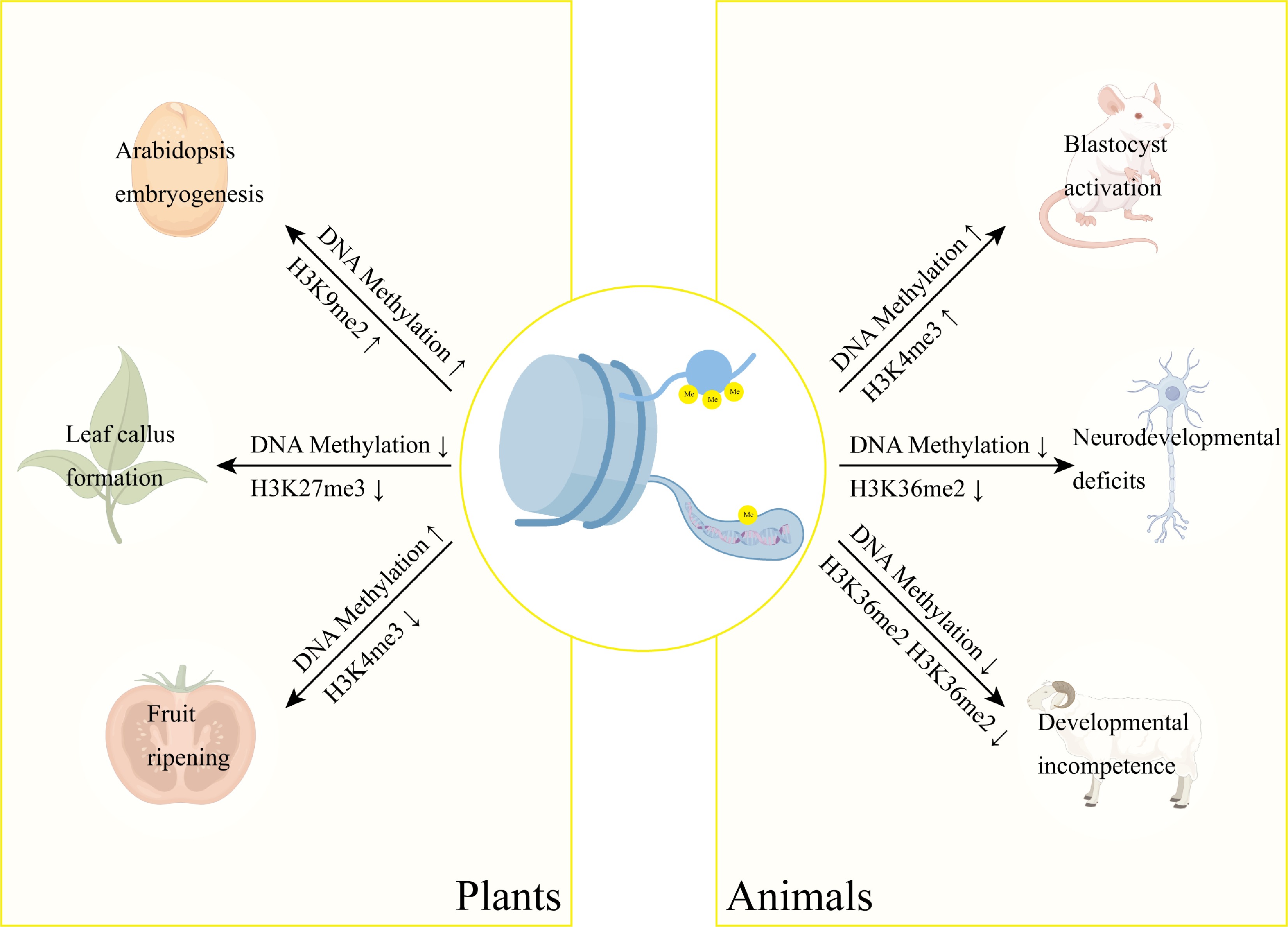 DNA methylation and histone modifications conserved, divergent, and ...