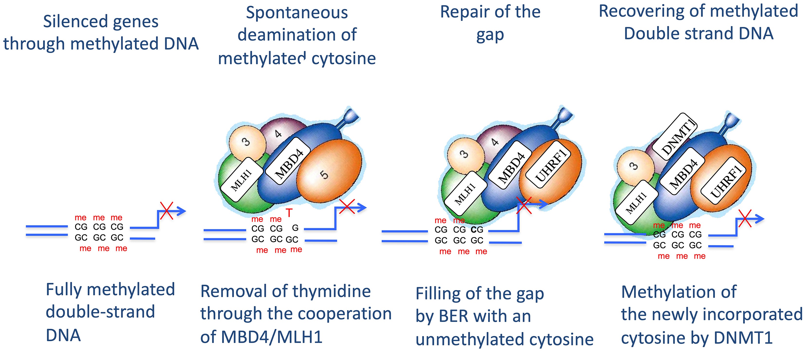 A working hypothesis a dialogue between UHRF1 and MBD4, with the help ...