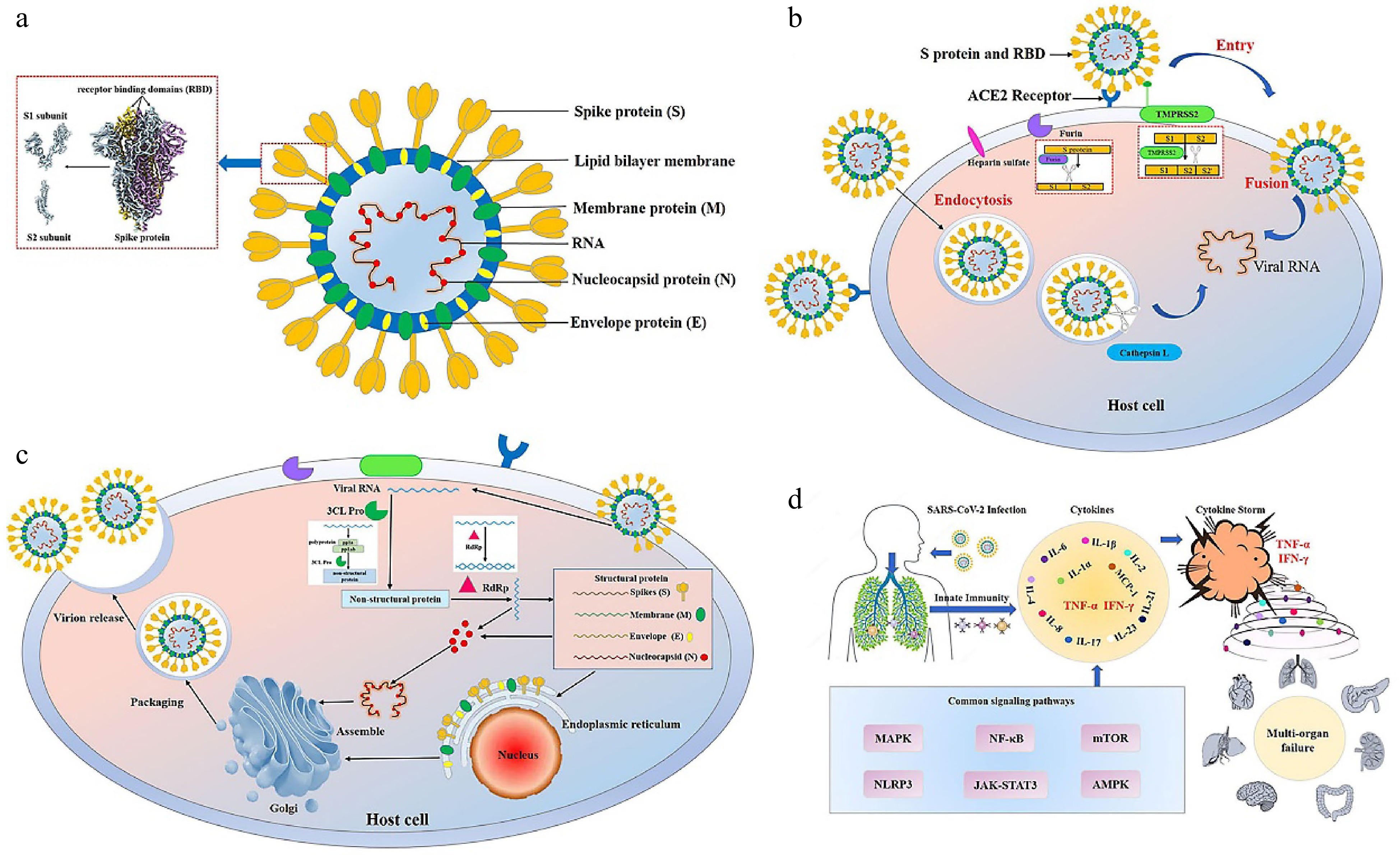 Potential beneficial effects of functional components of edible plants ...