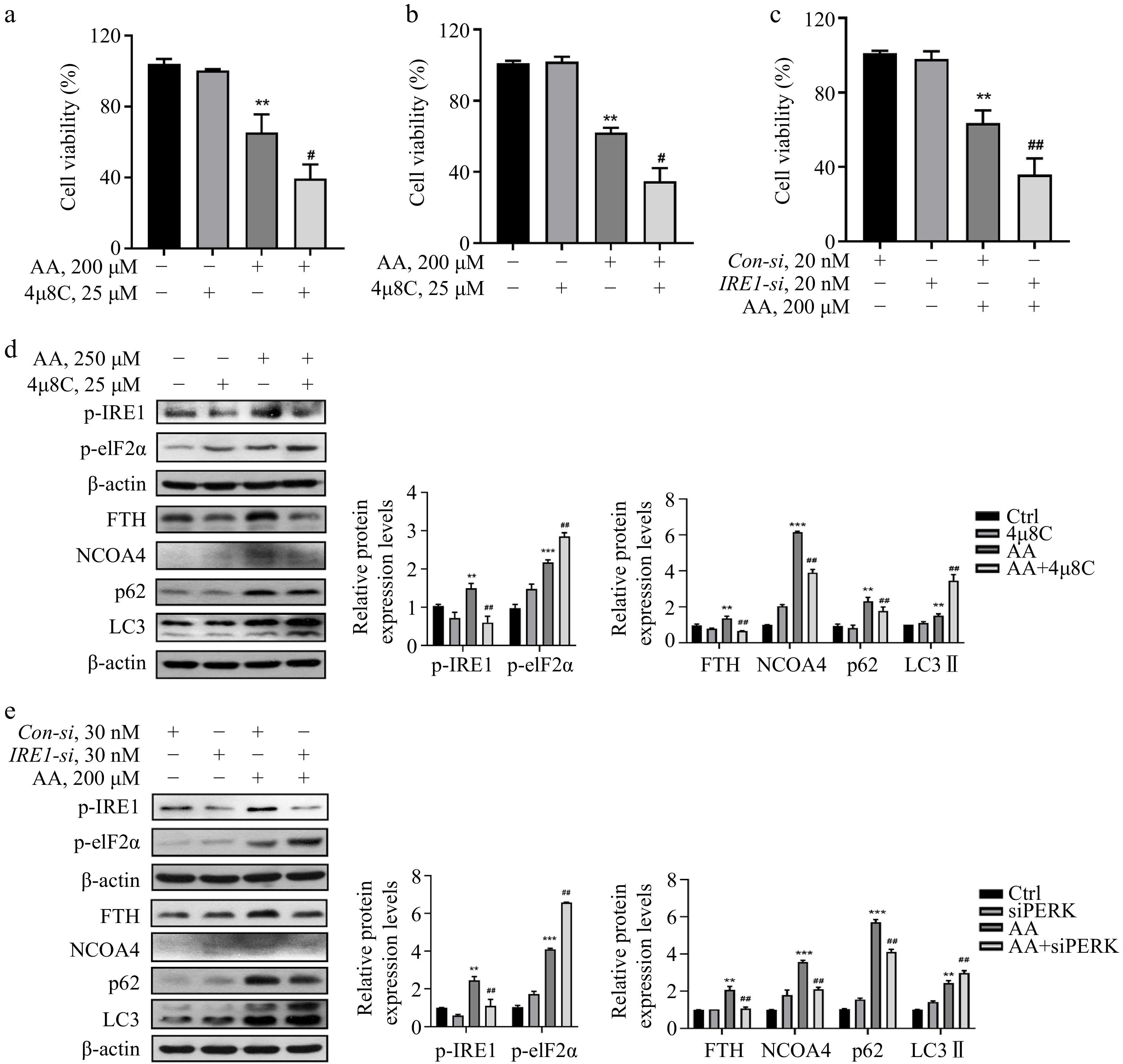 Distinct roles of the IRE1α arm and PERK arm of unfolded protein ...