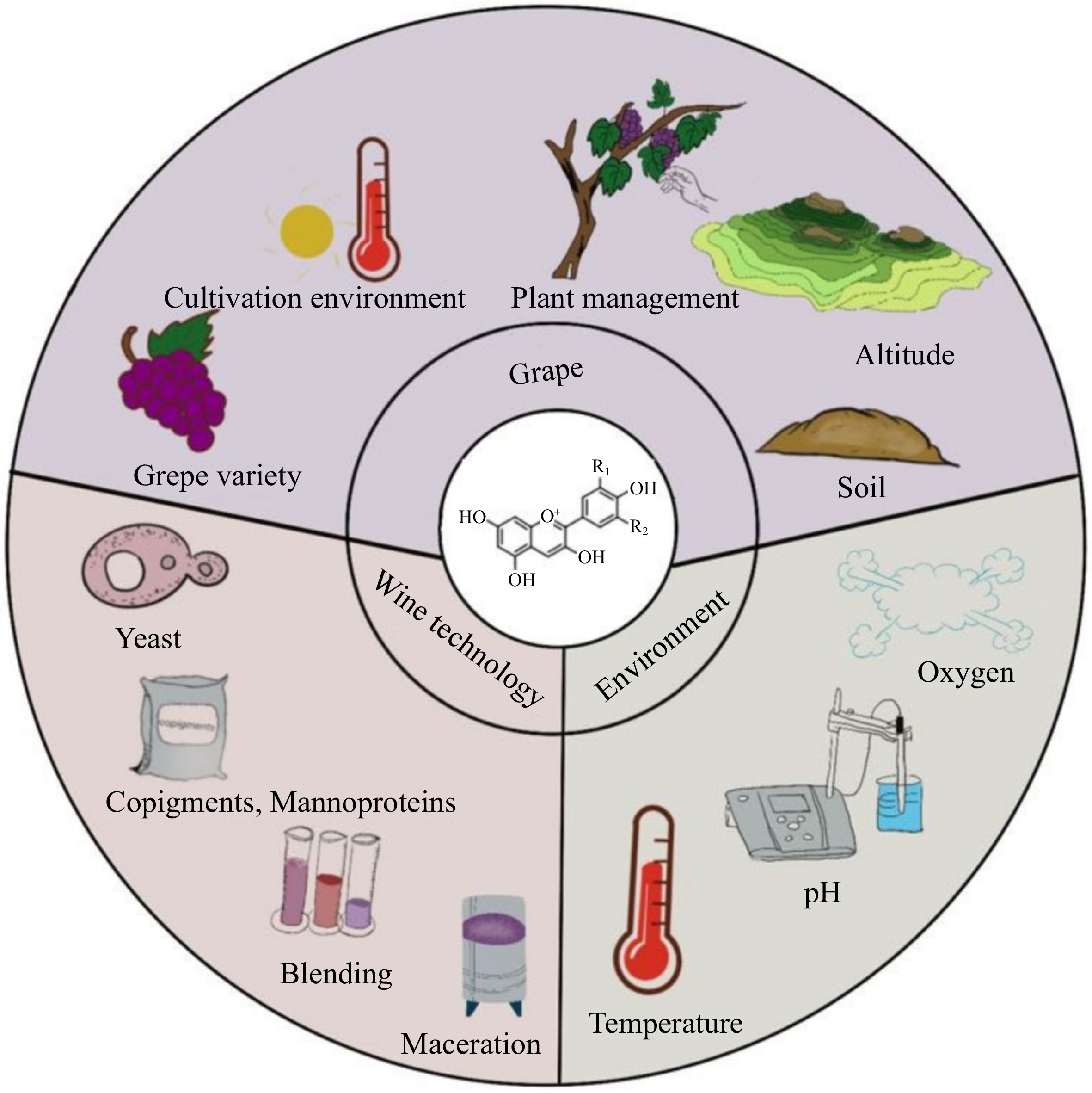 Color myth: anthocyanins reactions and enological approaches achieving ...