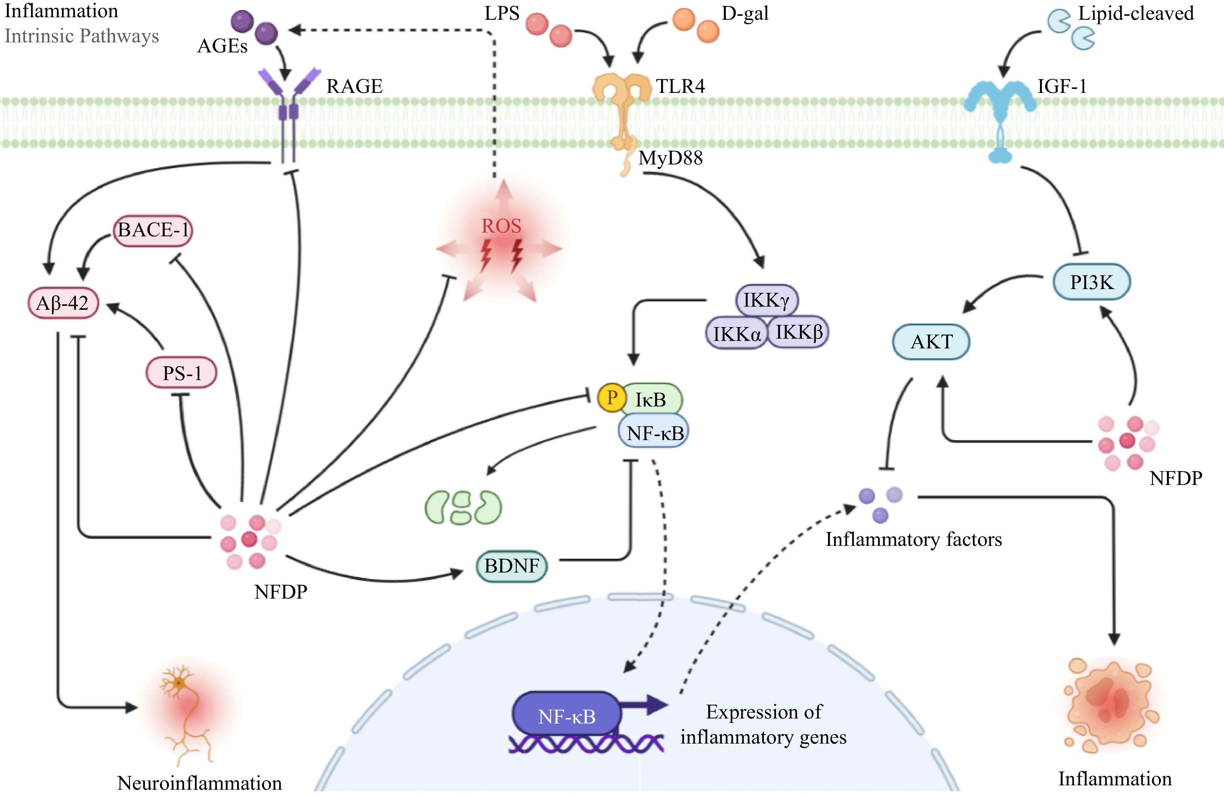 Anti-aging activity and their mechanisms of natural food-derived ...