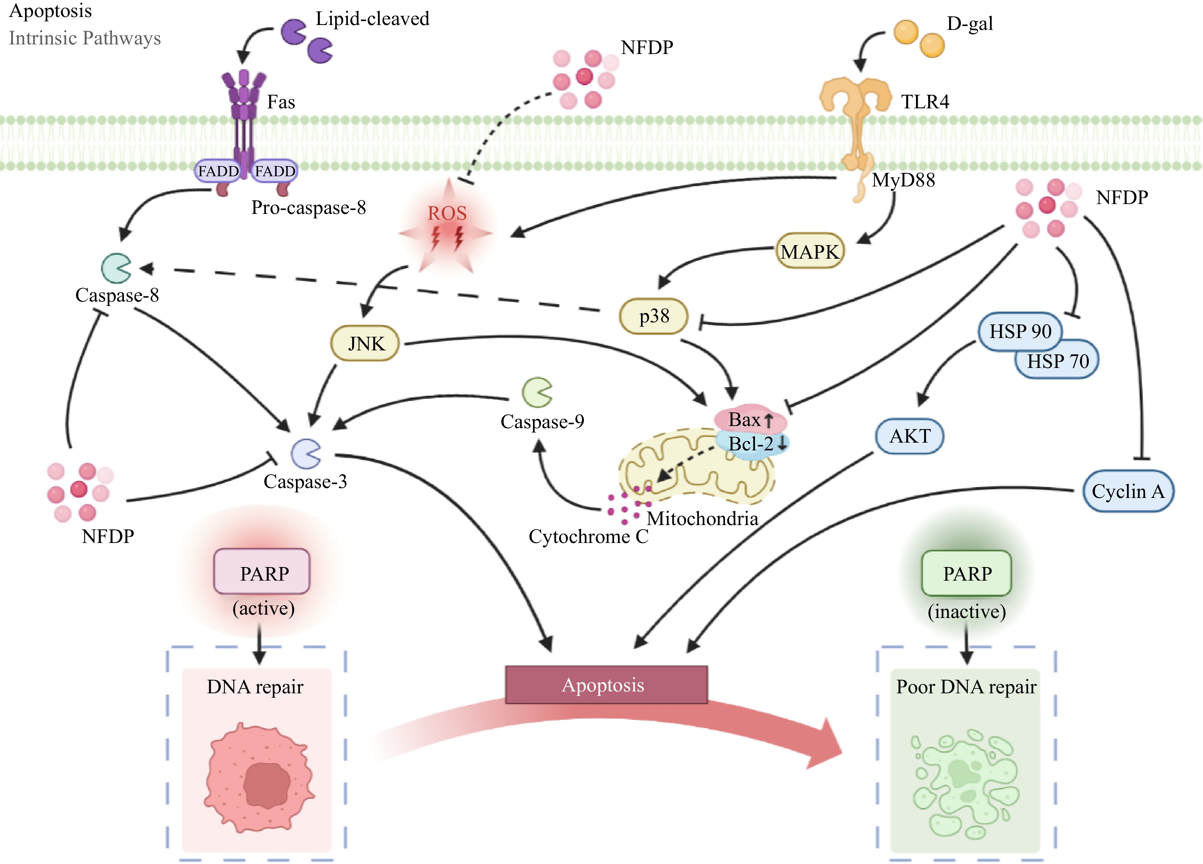 Anti-aging activity and their mechanisms of natural food-derived ...