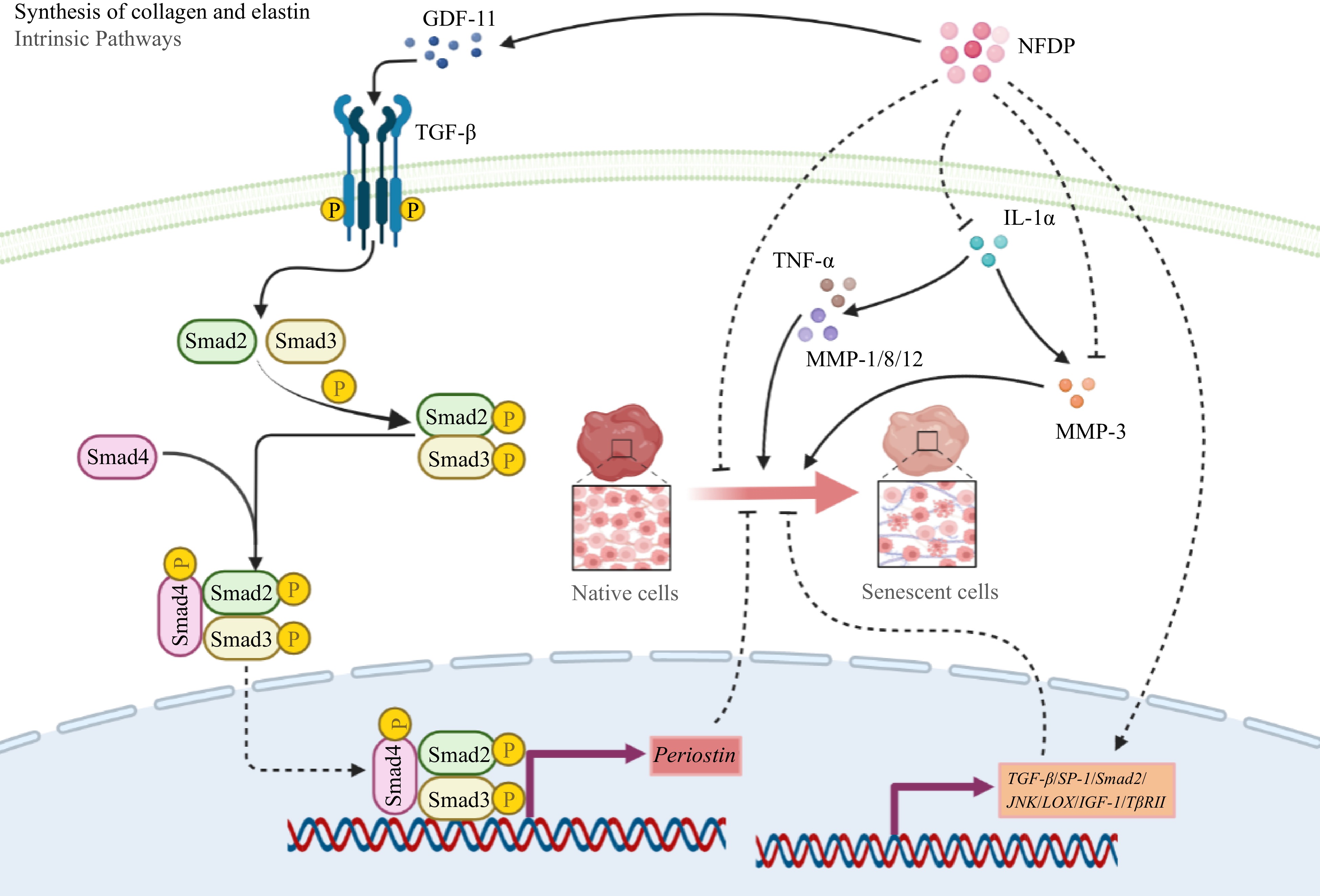 Anti-aging activity and their mechanisms of natural food-derived ...