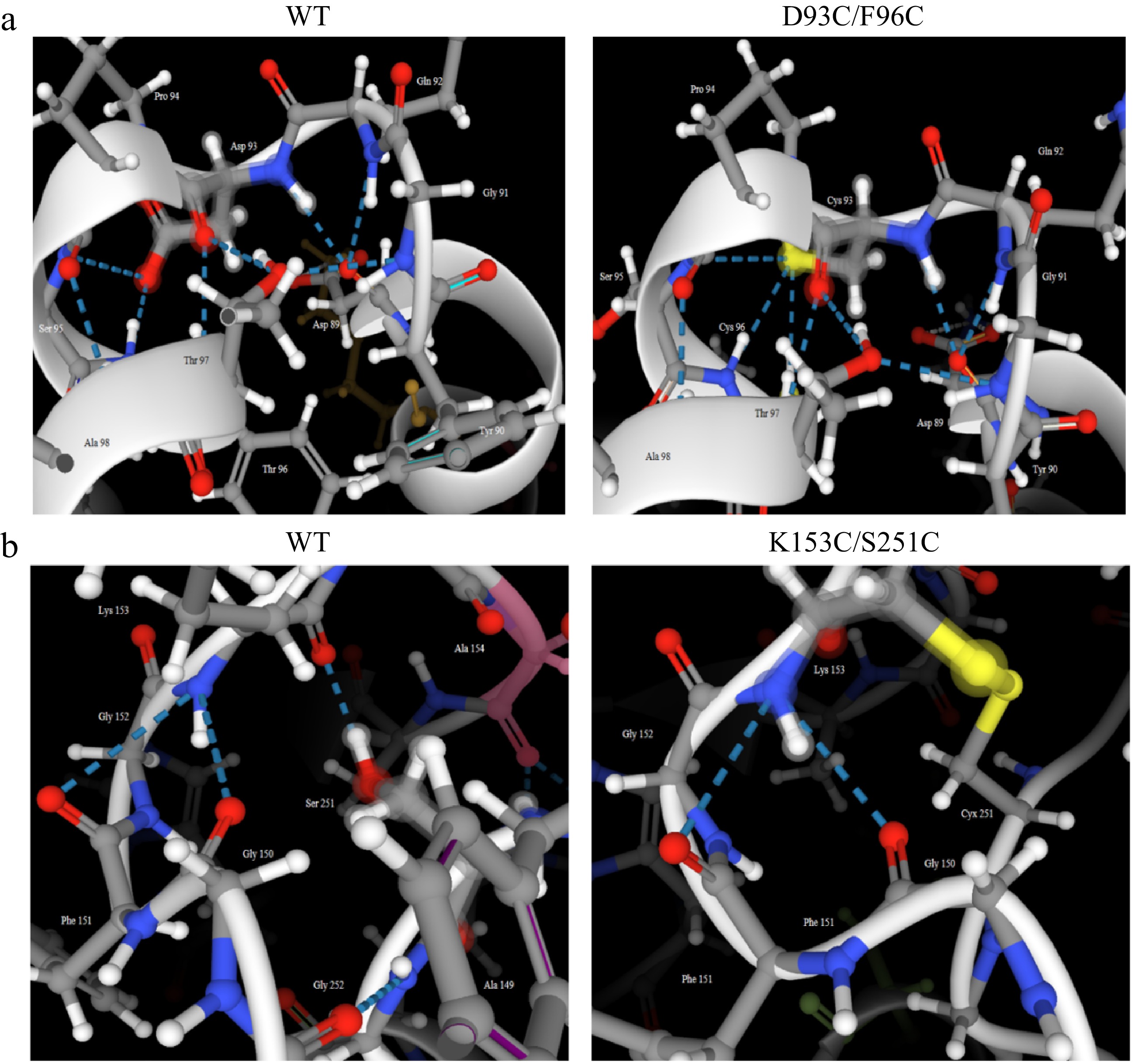 Enhancing the thermostability of carboxypeptidase A by rational design ...