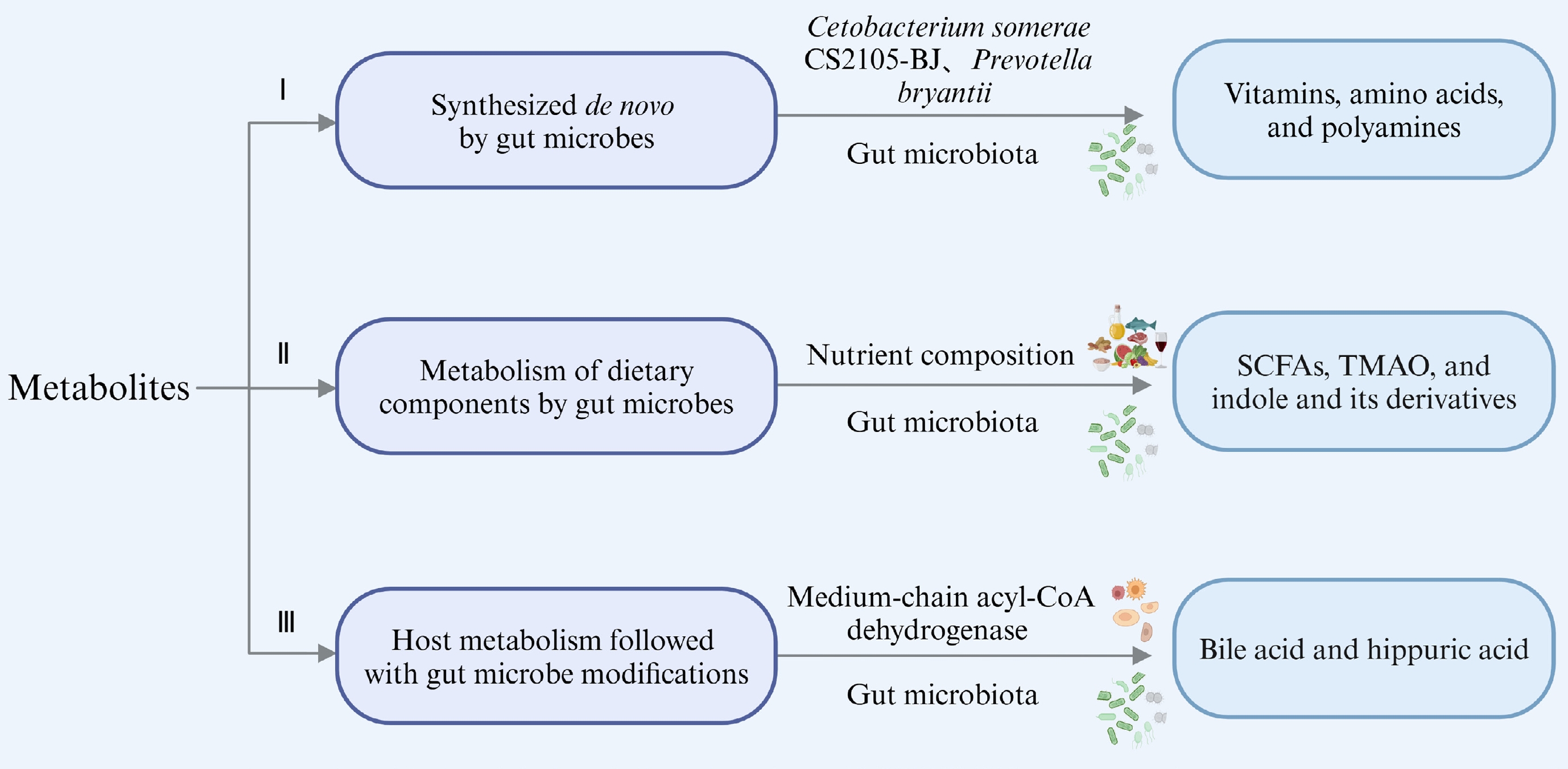 Gut microbiota-associated metabolites in metabolic diseases and their ...