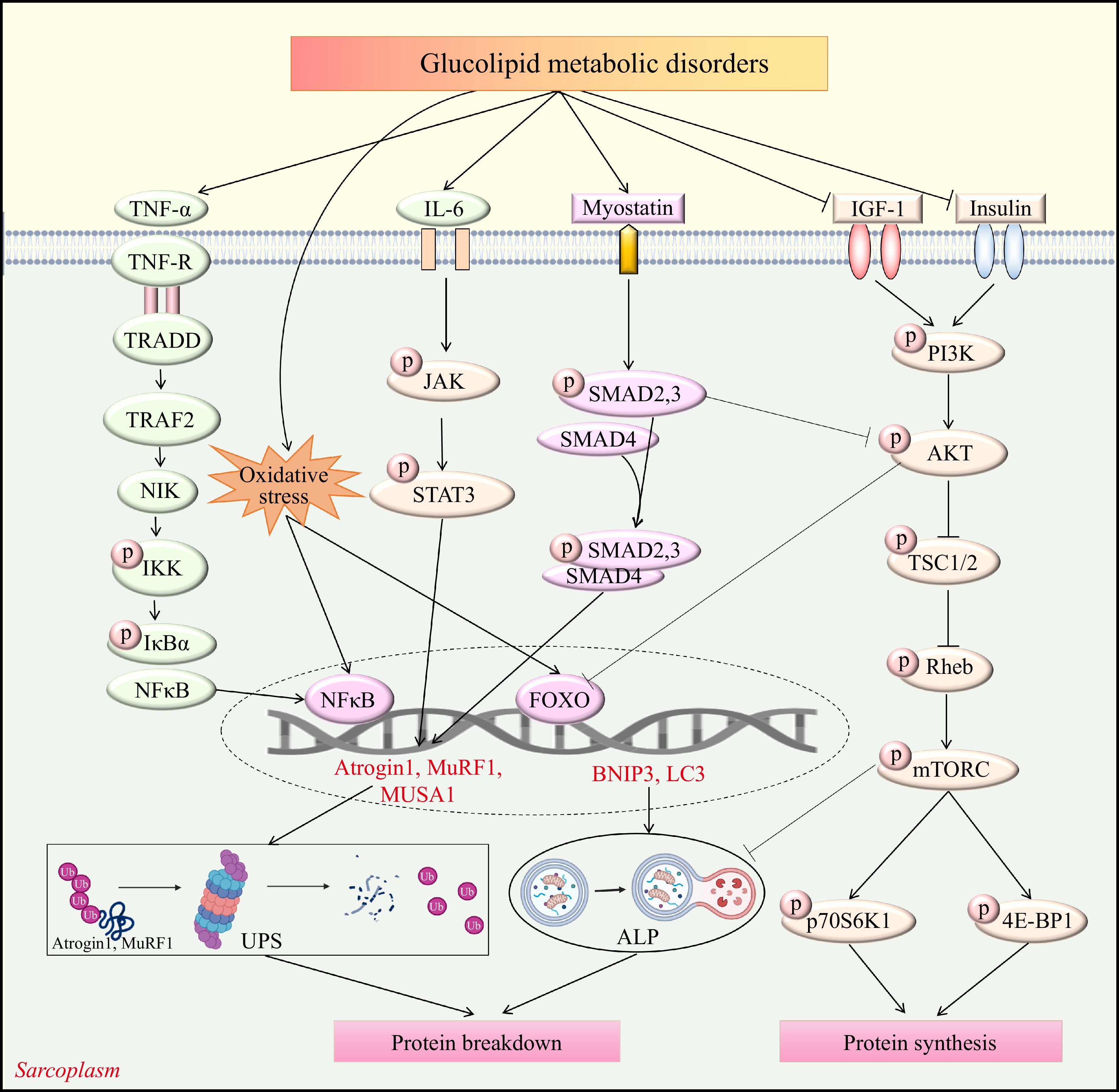 Effects and mechanisms of phytochemicals on skeletal muscle atrophy in ...