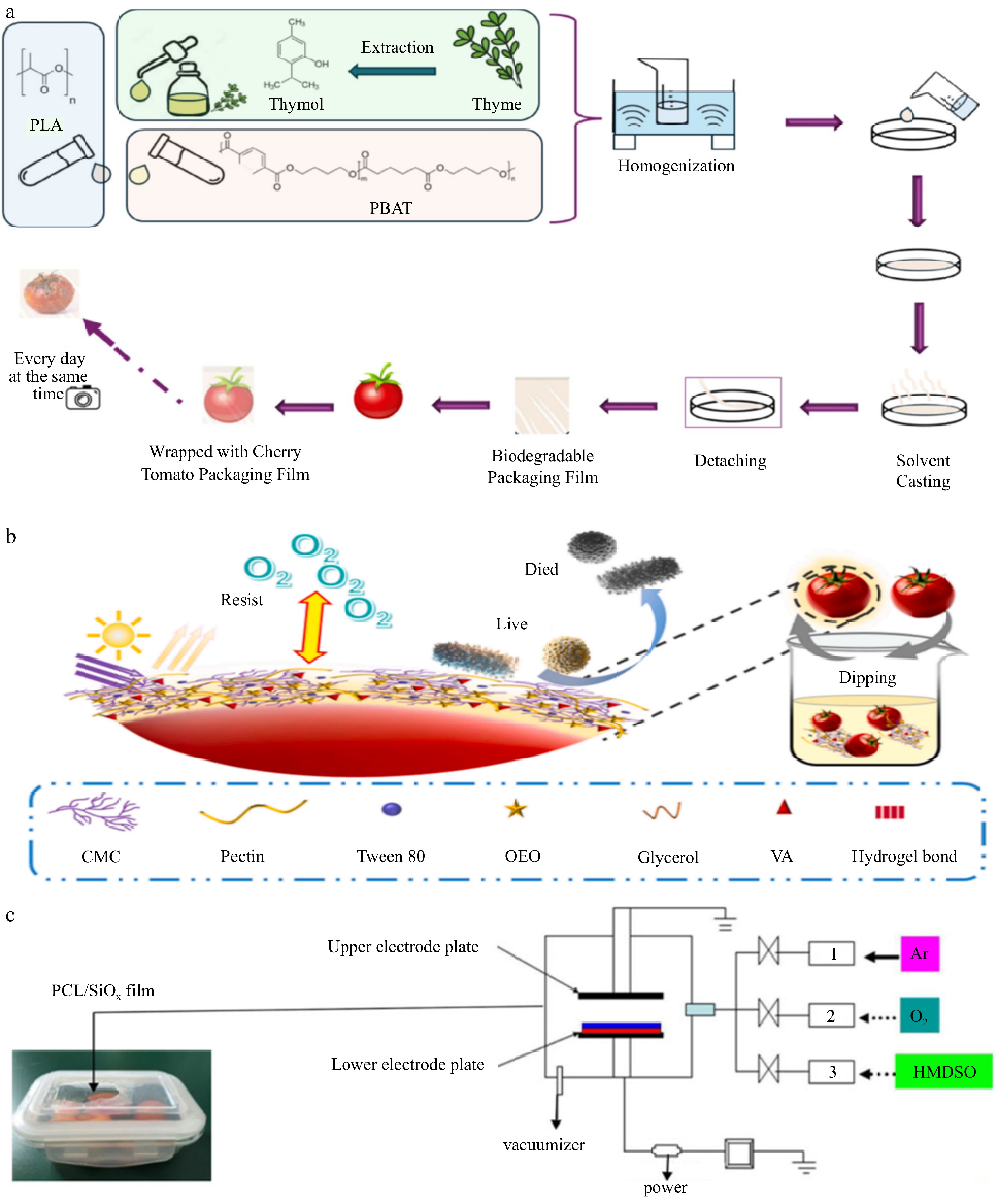Incorporation of bio-based packaging for improving the shelf life of ...