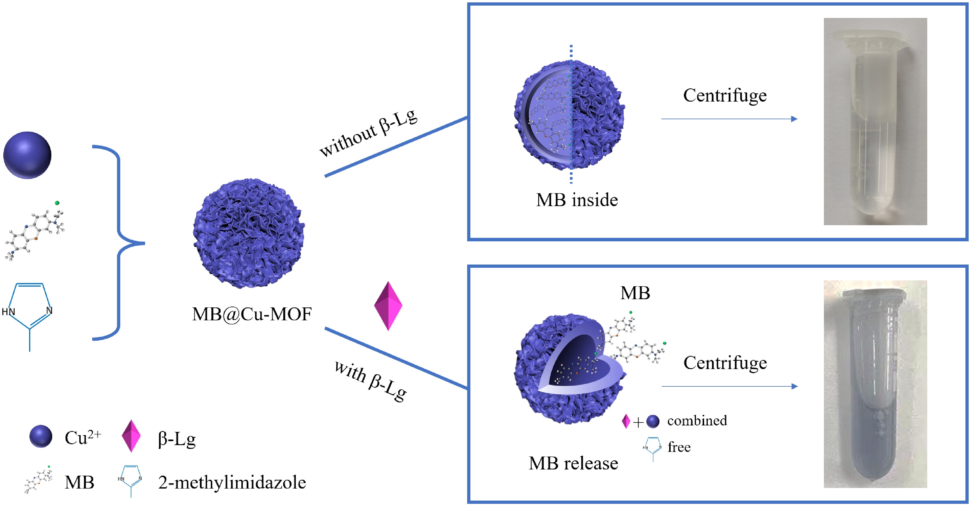 Optical and electrochemical dual detection of βlactoglobulin based on