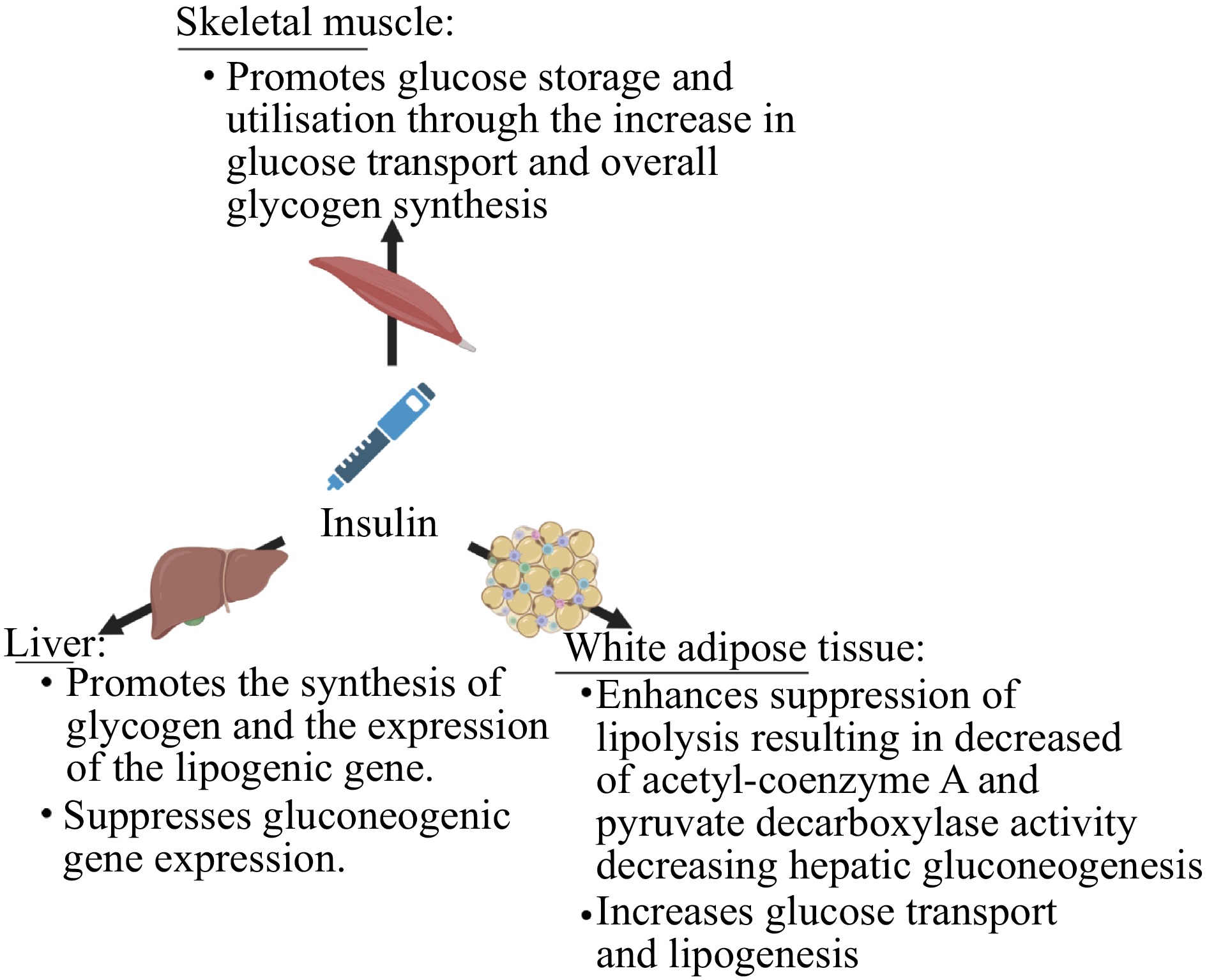 Avocados' effect on hormonal physiology a comprehensive narrative review