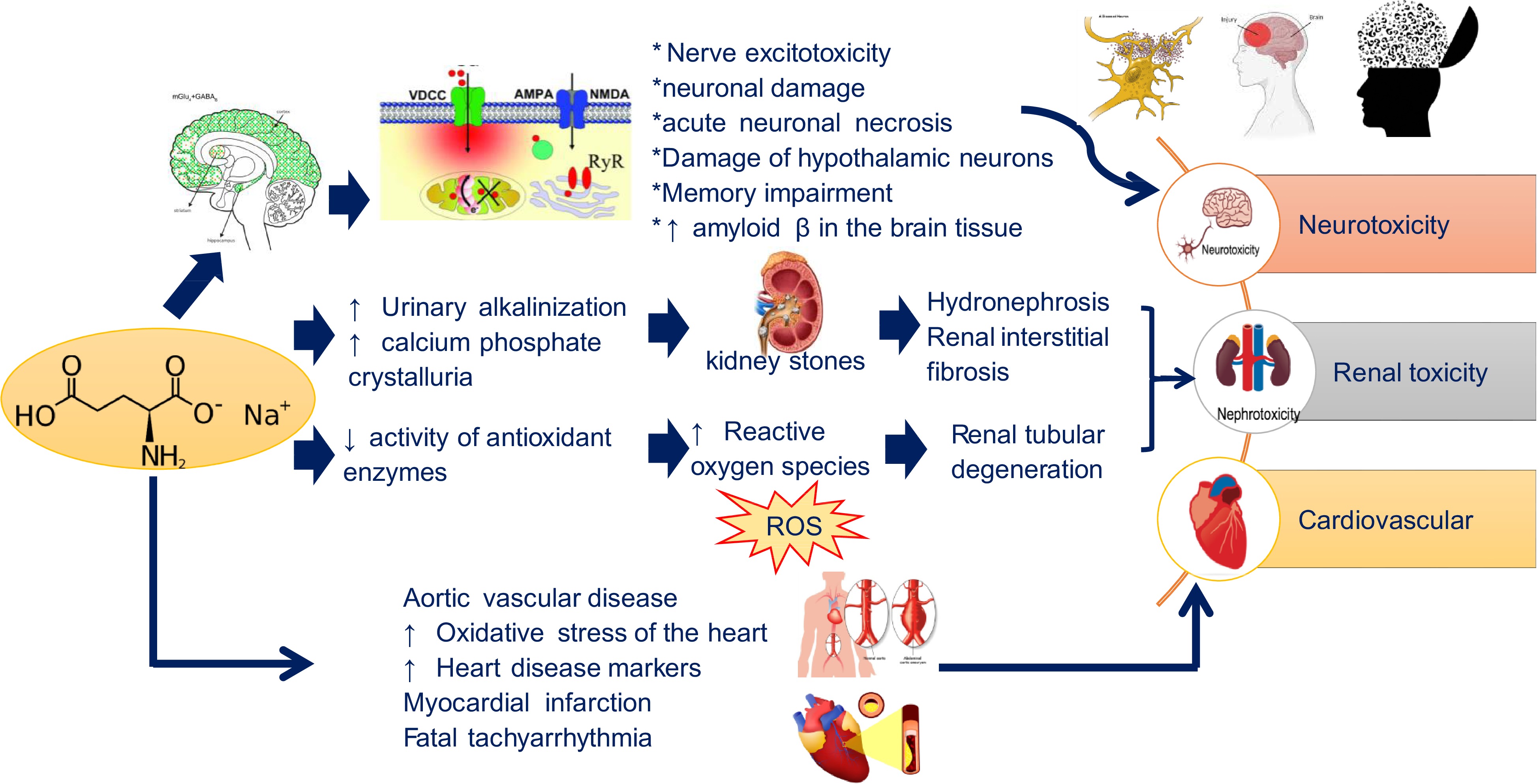 A multifaceted review of monosodium glutamate effects on human health ...